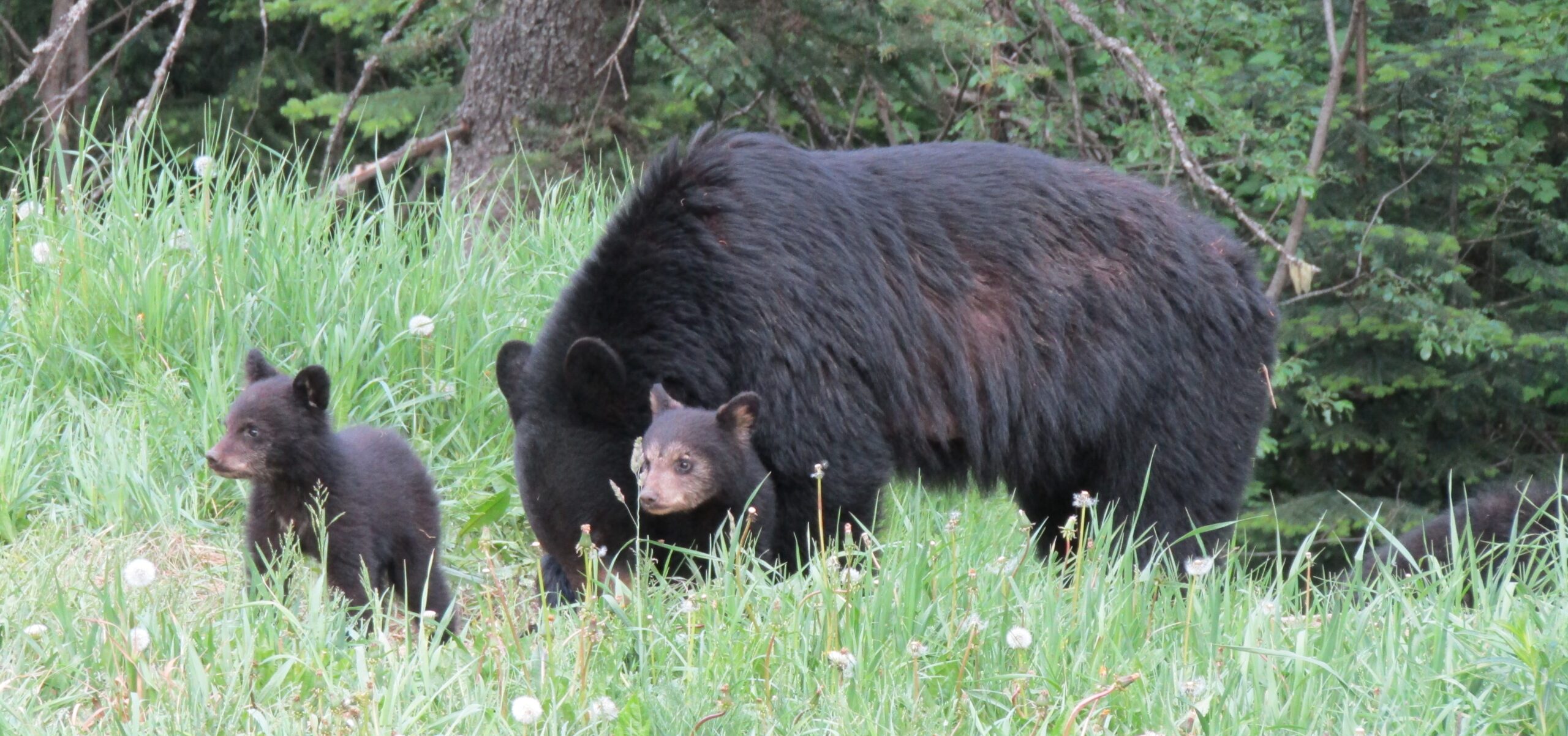 Mother and cubs