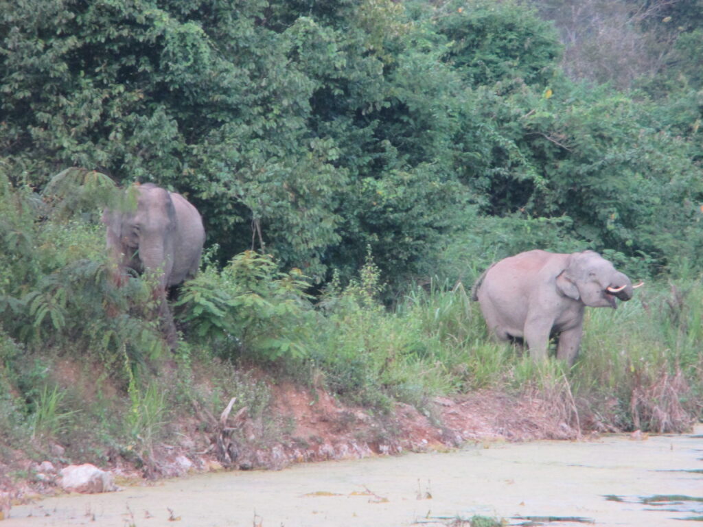 Stopping for a swift drink