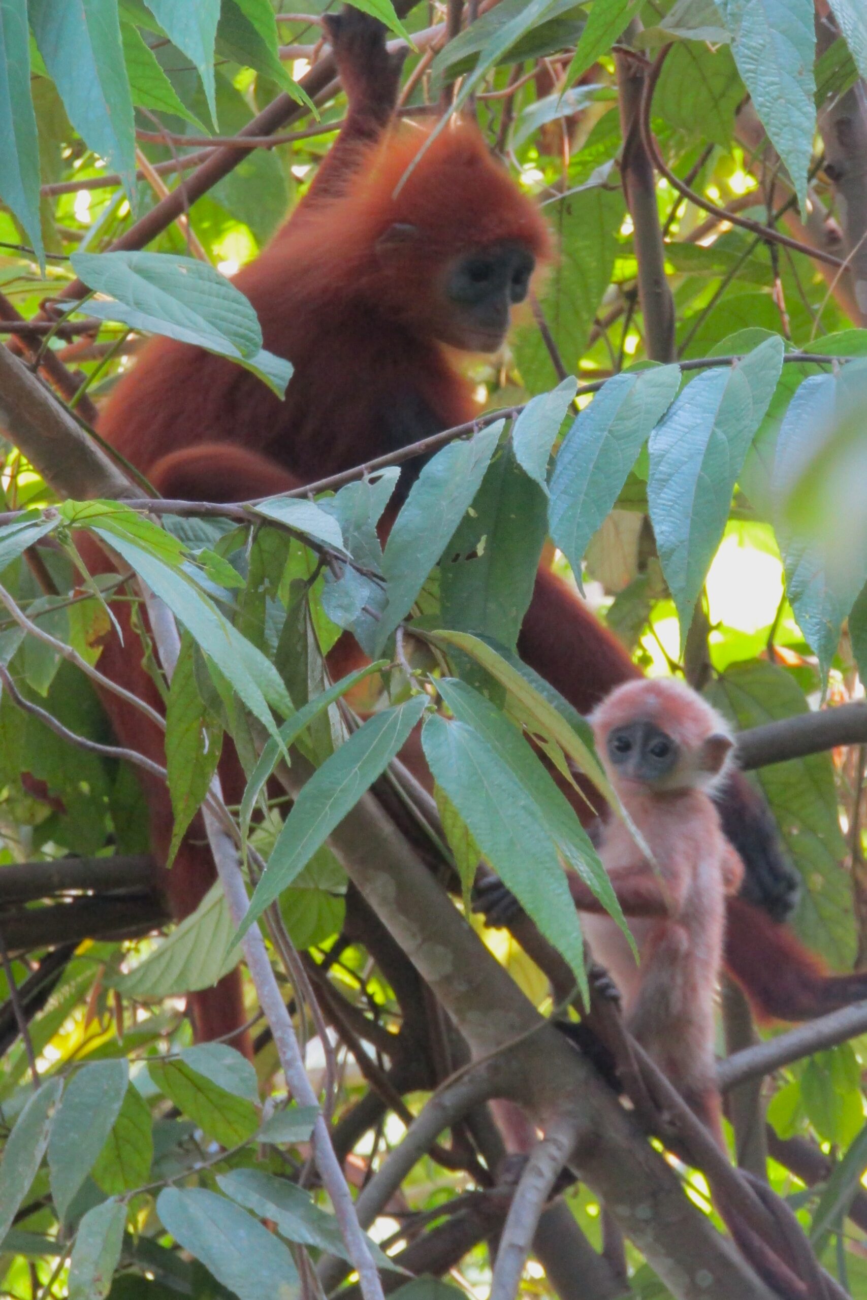 The bright maroon langur