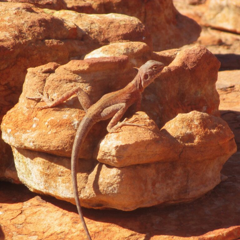 A tiny lizard, almost camouflaged against the orange rocks, escapes the heat of the sun.