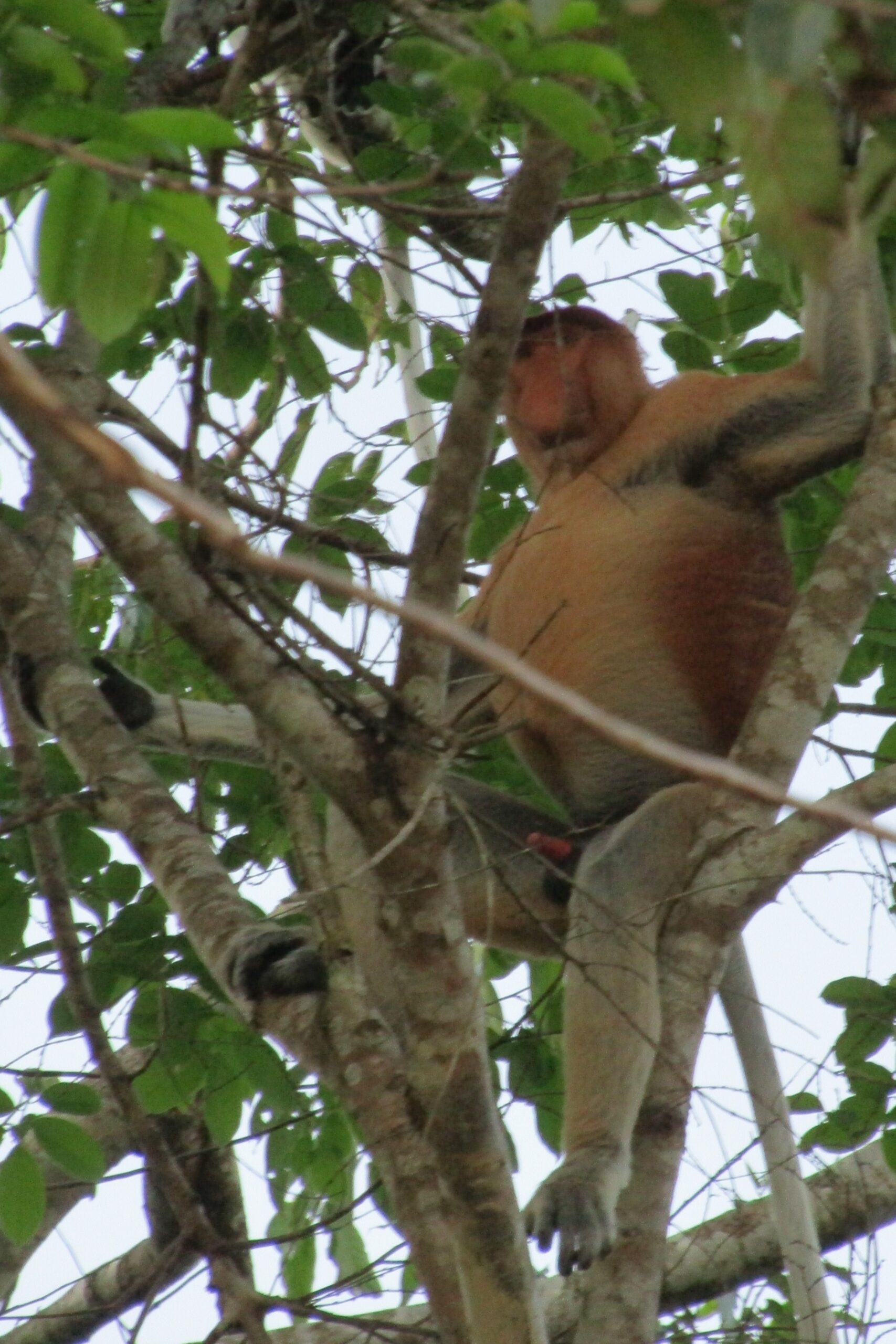 Male, with the big nose and bigger belly