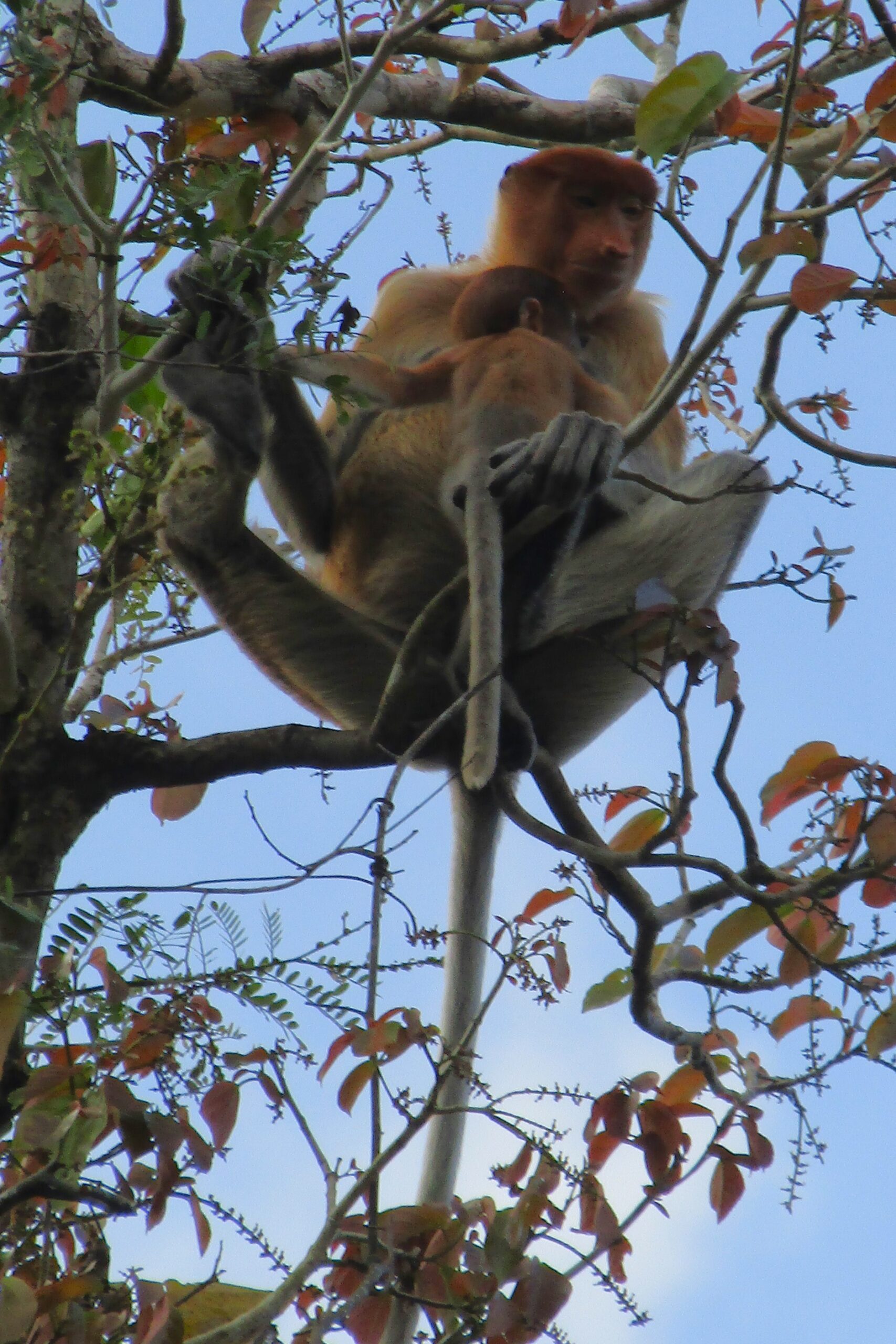 Mother and young probiscus monkey