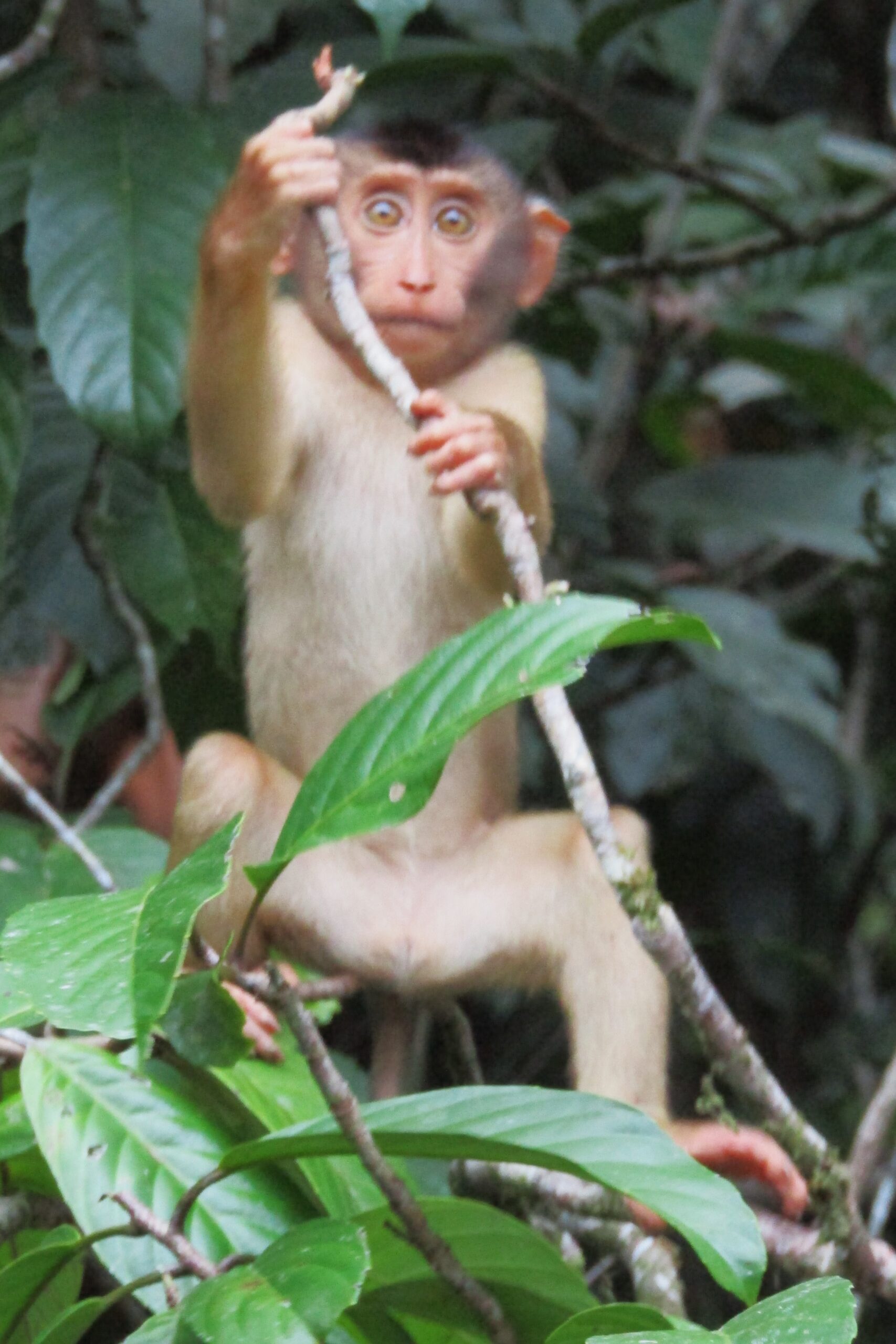 Startled looking macaque