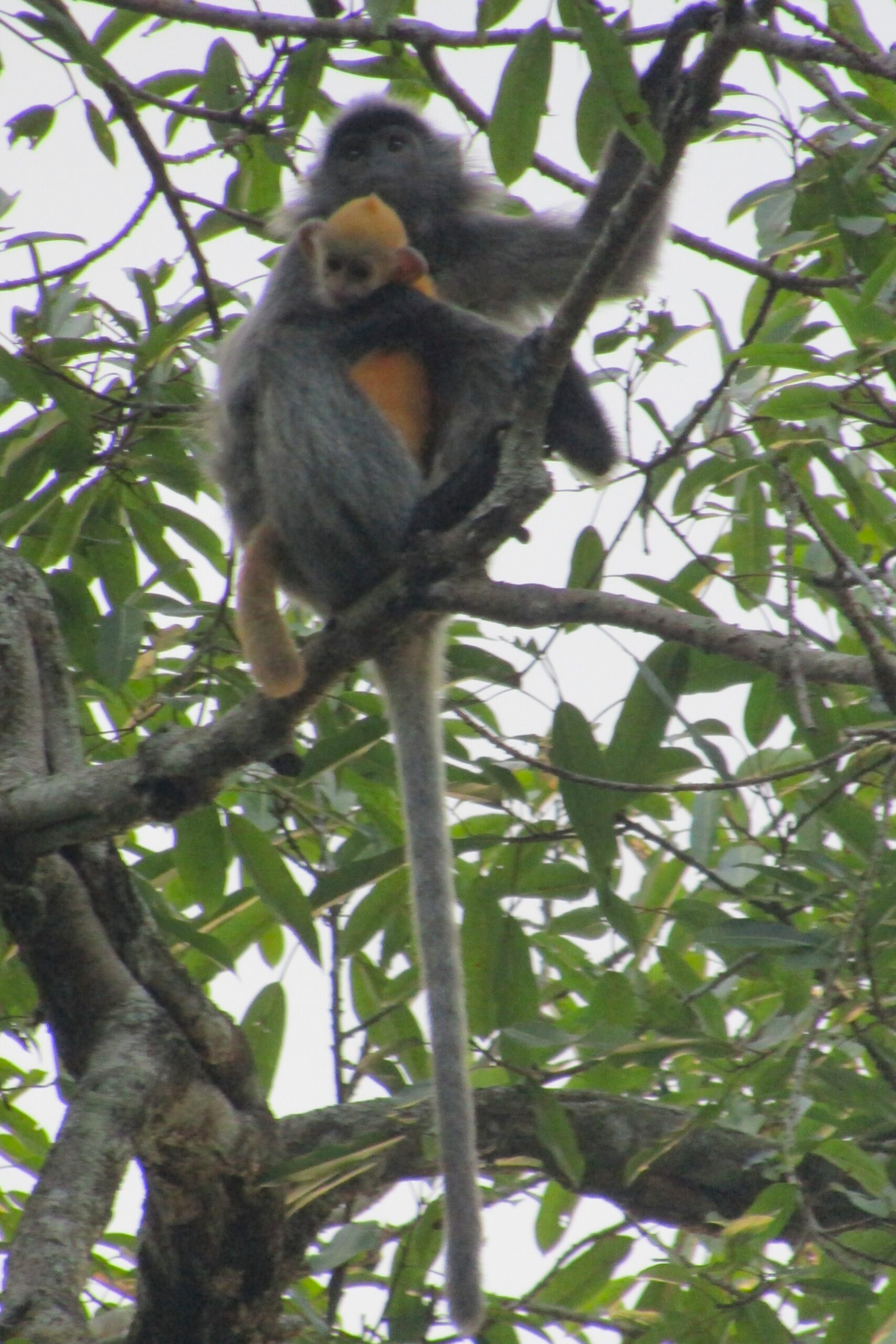 Dusky leaf langur babies are born orange