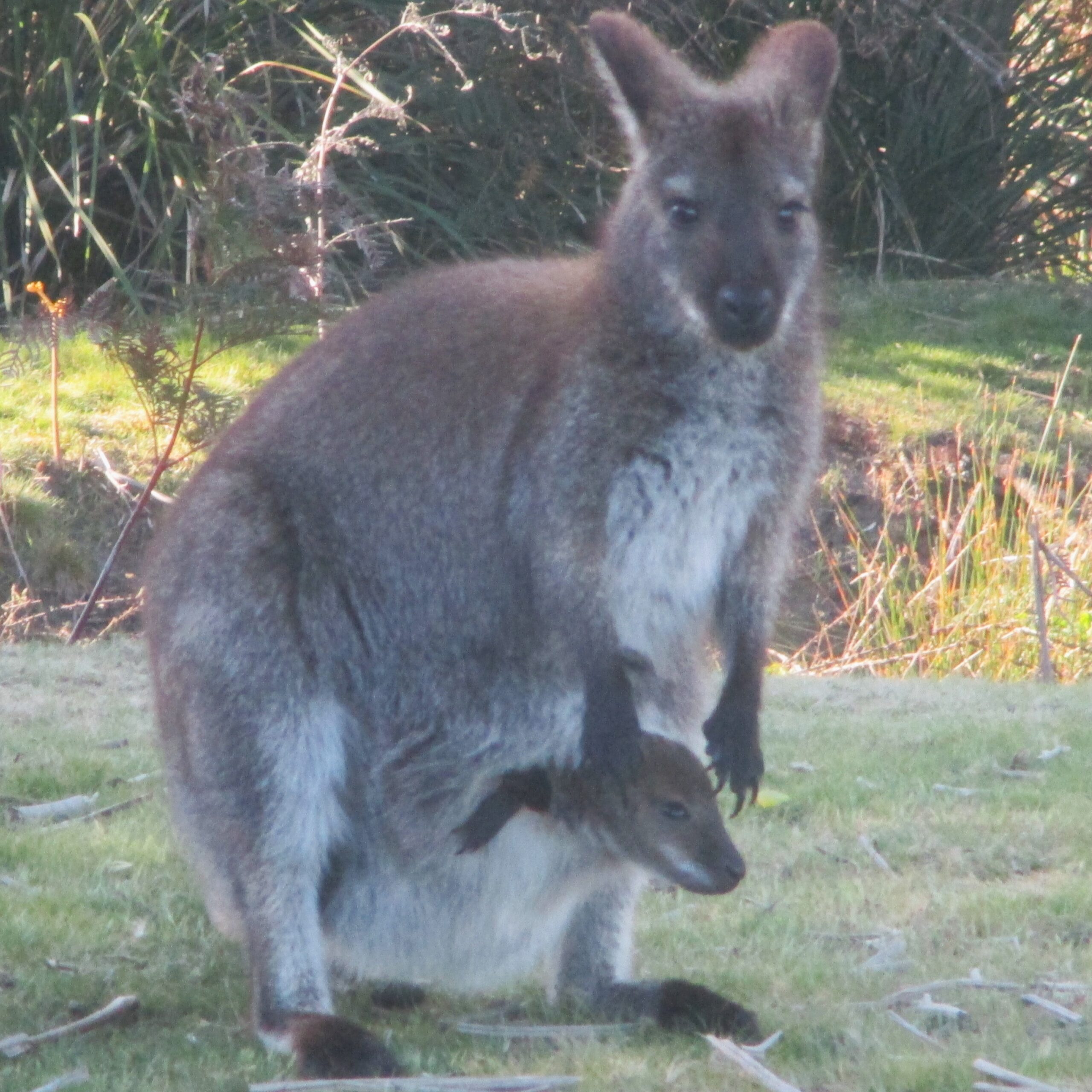 Bennett's Wallaby, mum and joey