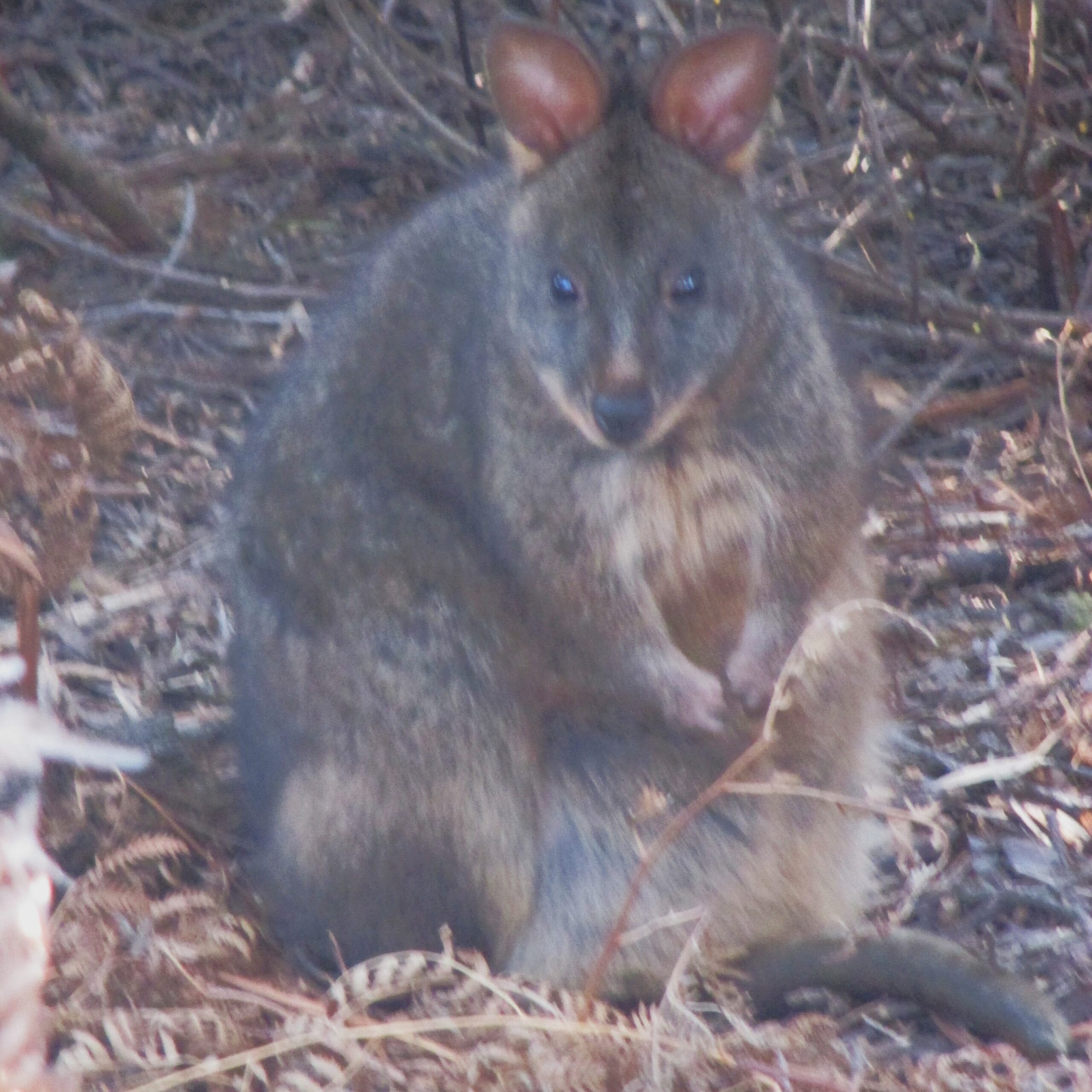 Tasmanian Pademelon