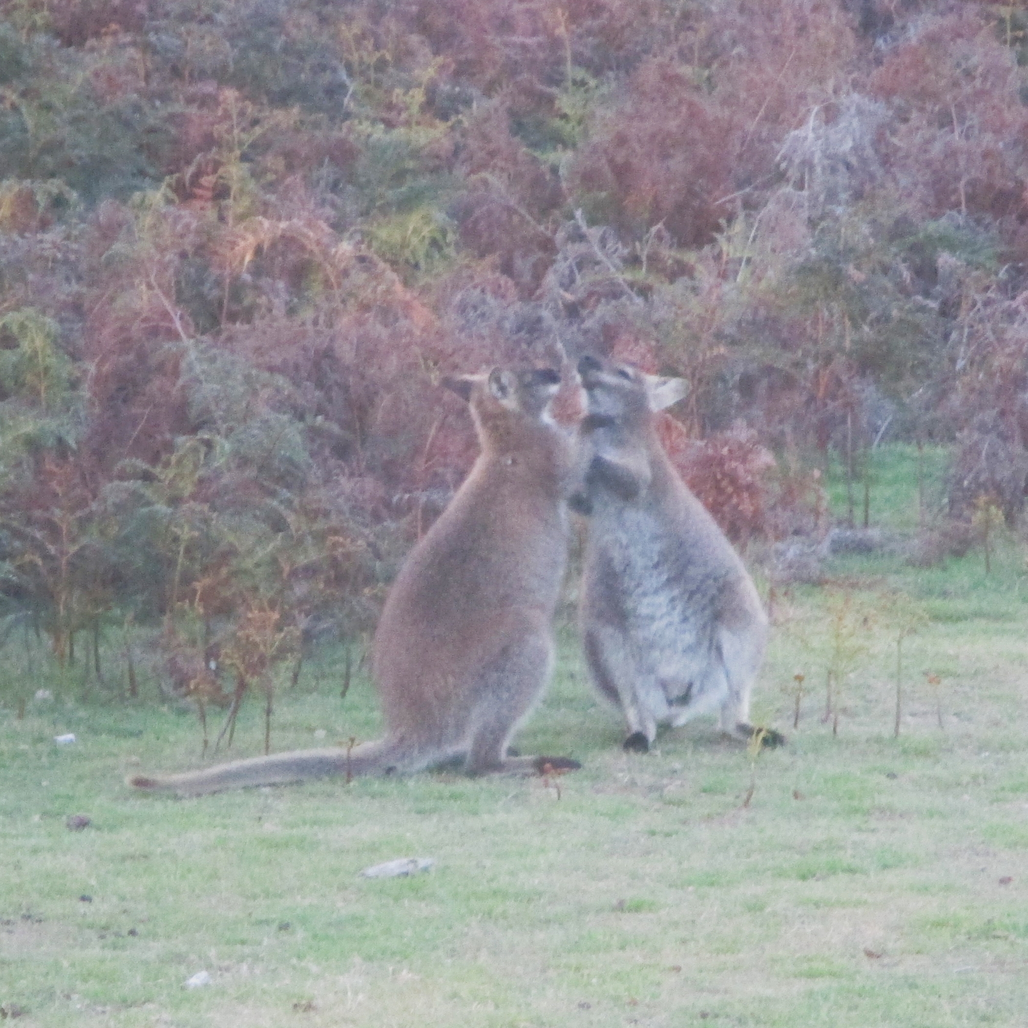 Sparring session. Looked harmless enough