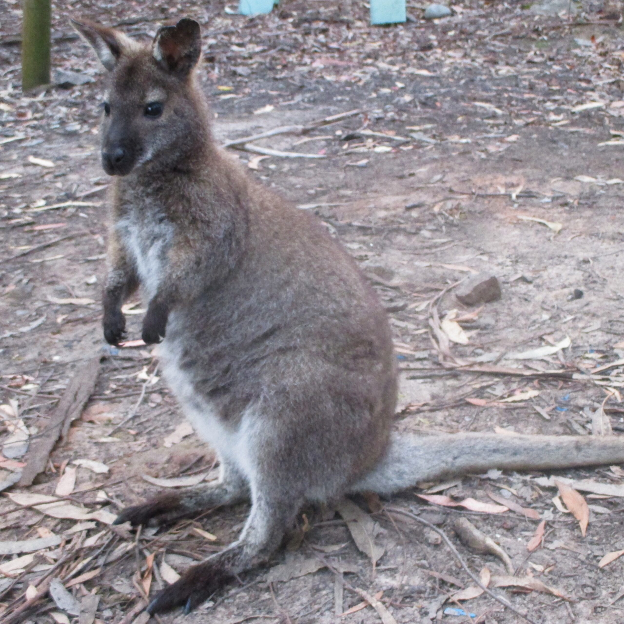 Friendly wallaby at Tasman National Park