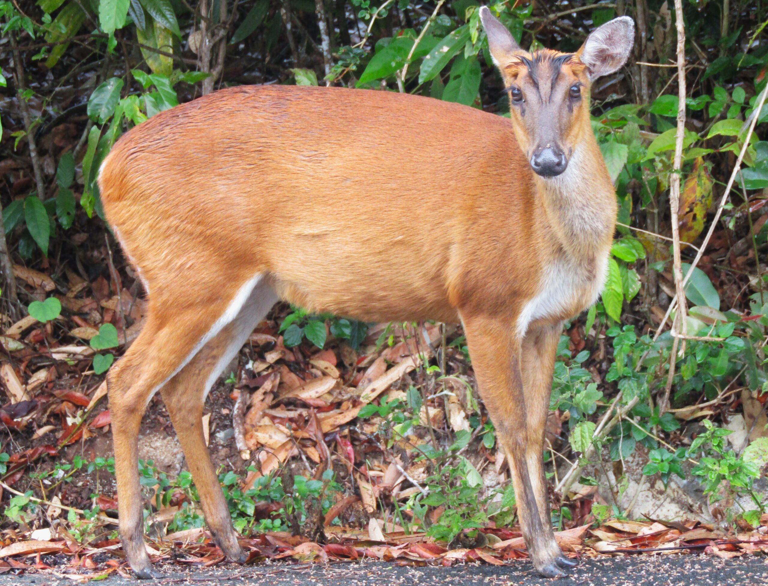 A barking roe deer