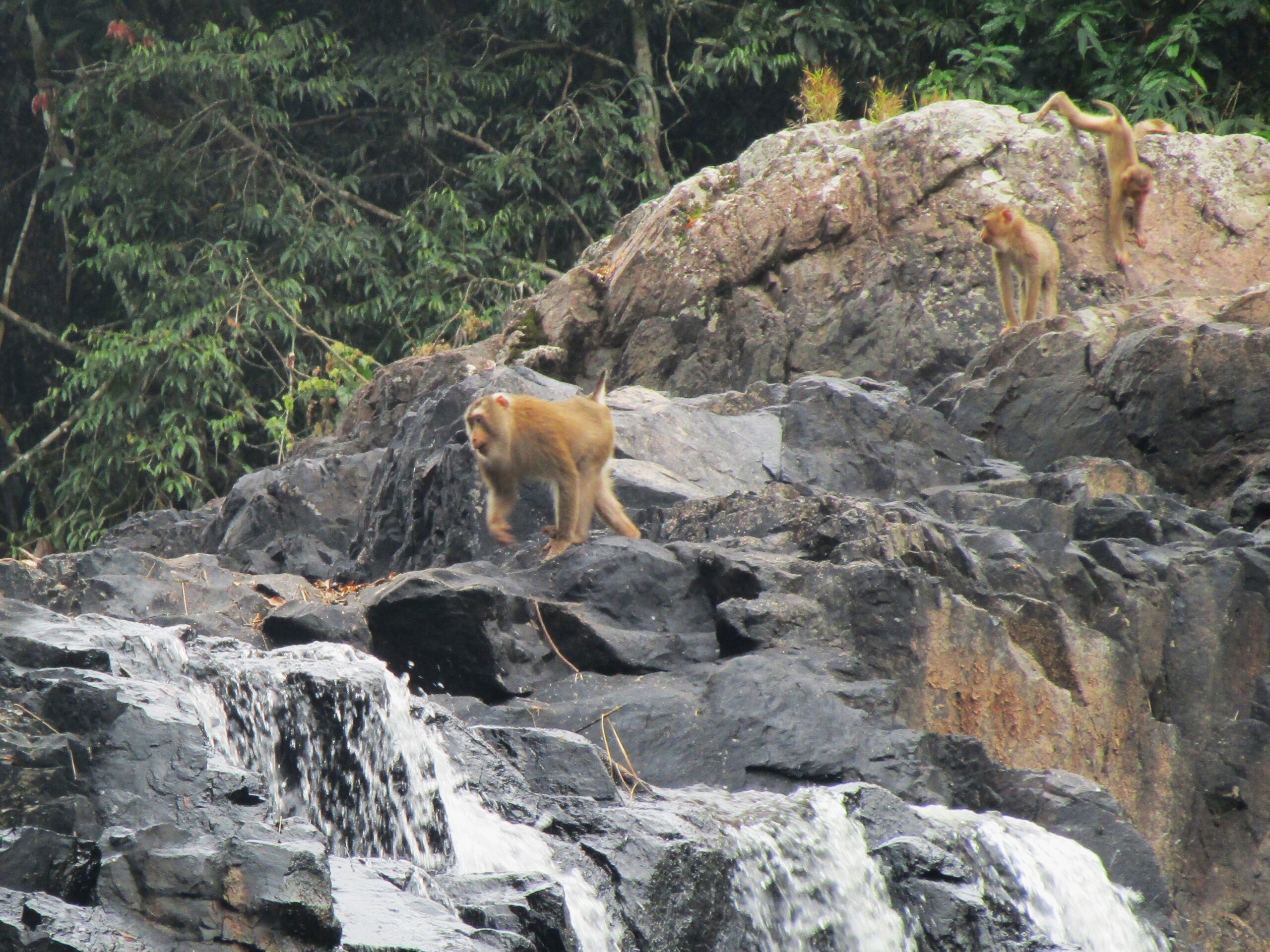 Monkeys patrol the waterfall