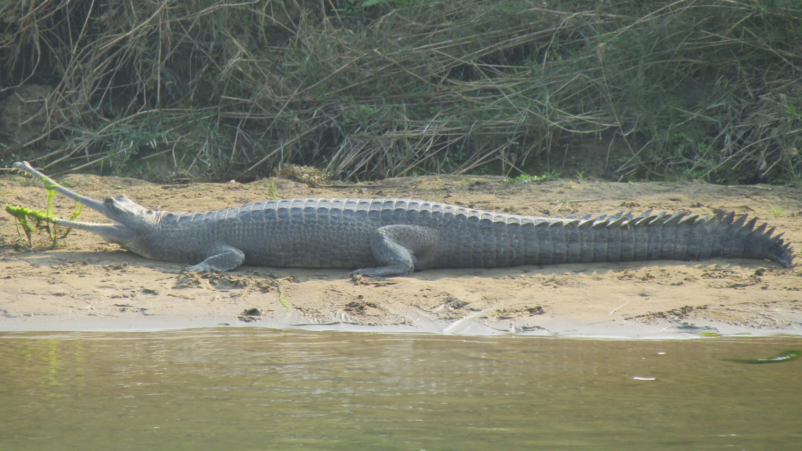 The critically endangered gharial crocodile