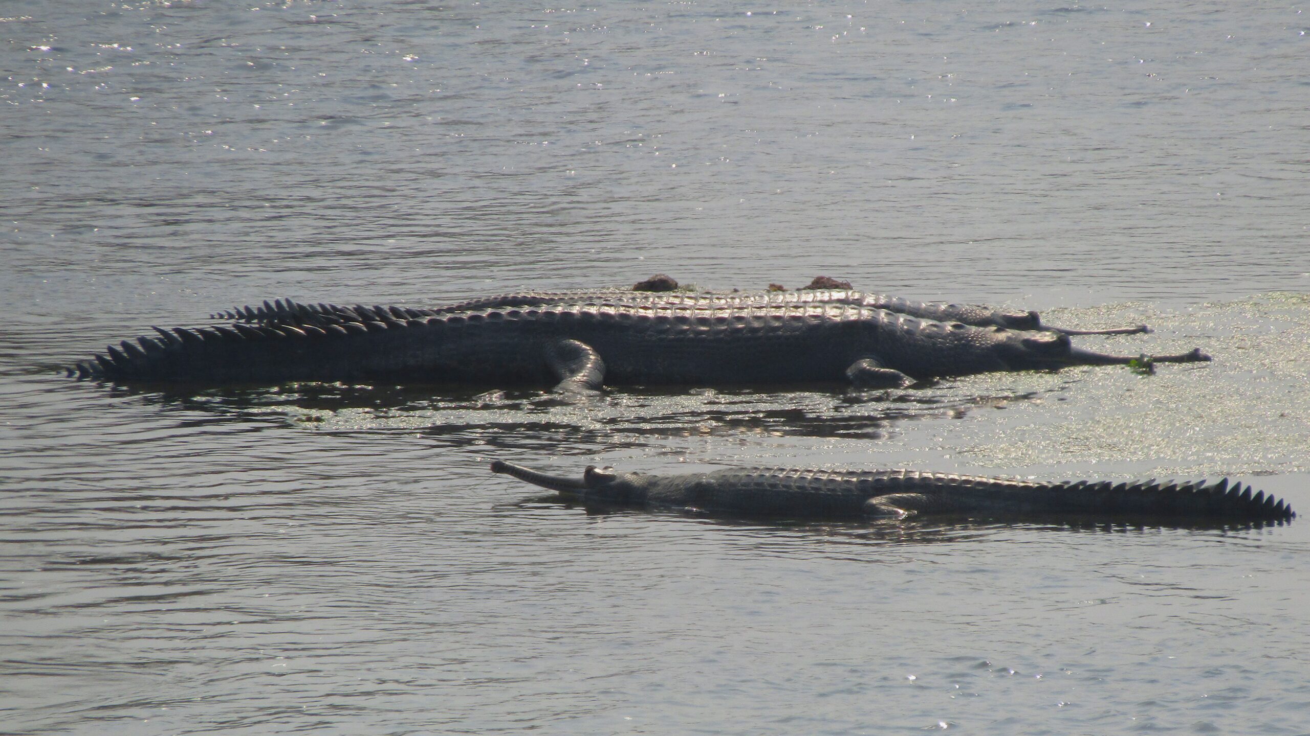 Gharials out in the shallows