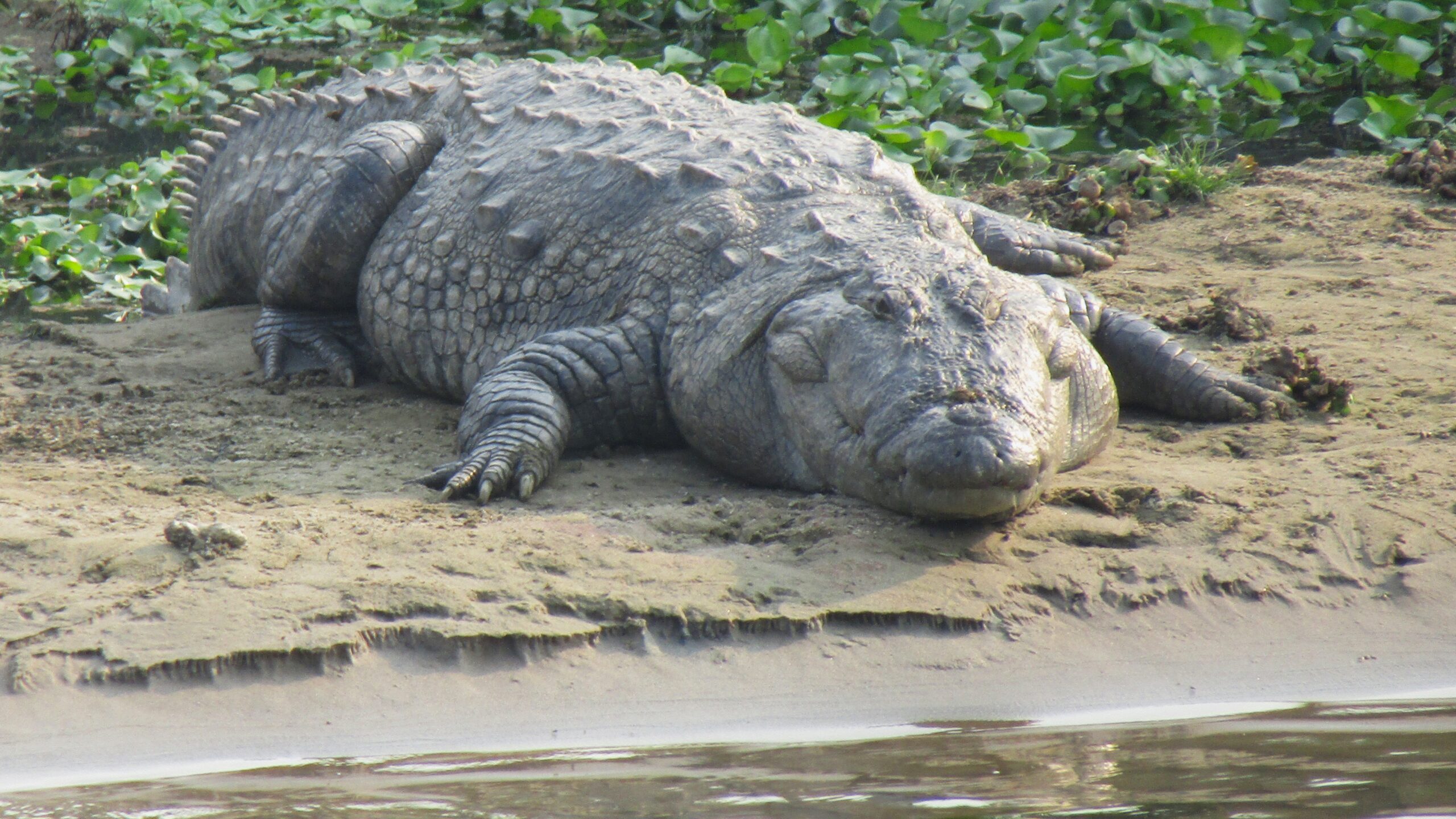 A large, mean-looking mugger crocodile