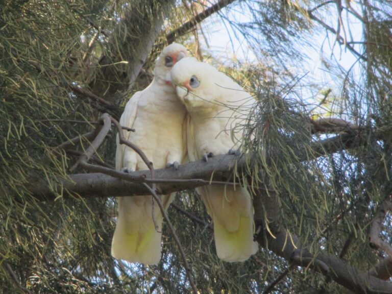 Two love birds in King's Park, Perth. Cockatoos of all shapes and sizes are seen in Australia