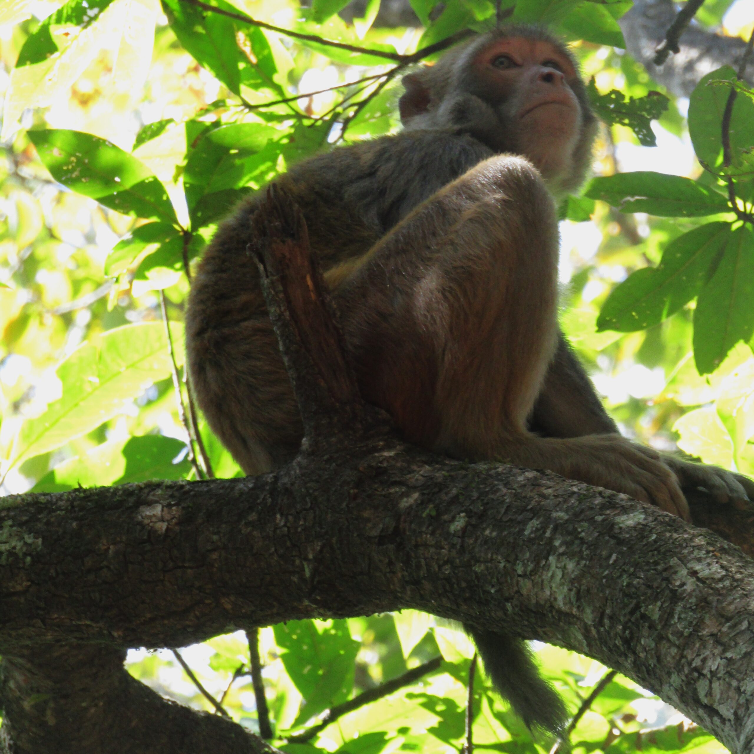 A contemplative young macaque