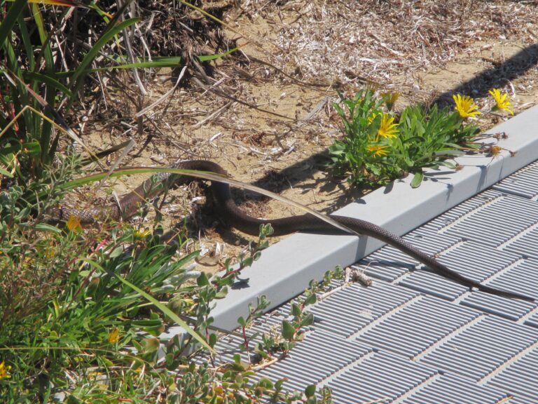 The only time I managed to photograph a snake in Australia, by Rockingham Beach