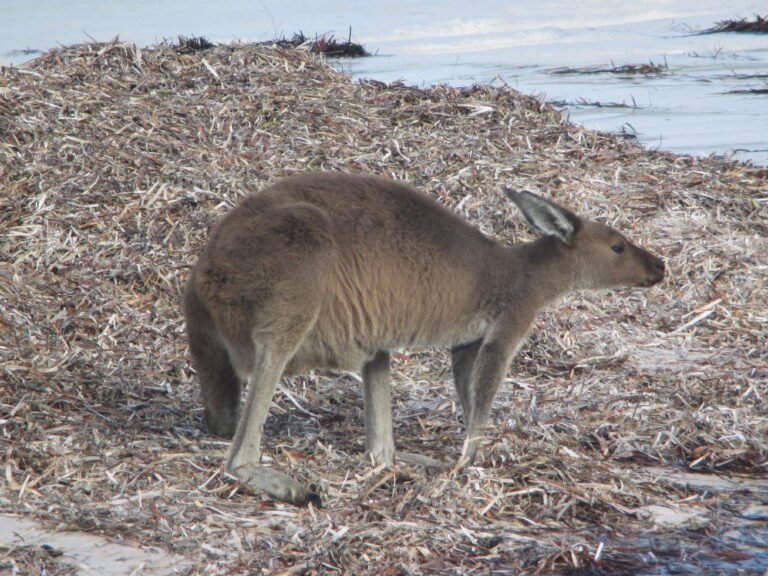 This grey kangaroos enjoys the beach life in Cape Le Grand, by Esperance.