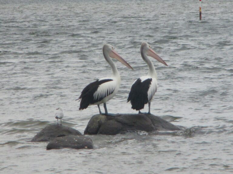 Sizeable pelicans off Denmark, waiting patiently for some unfortunate fish that will be swallowed whole.