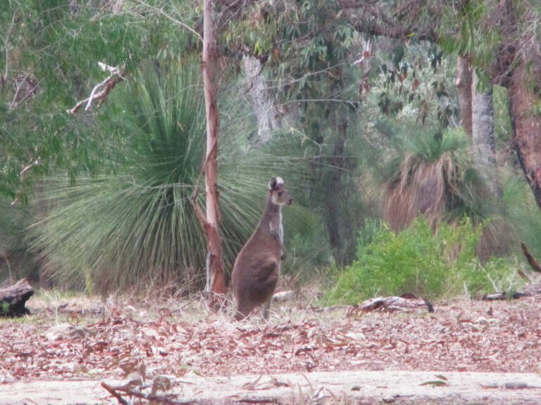 A red kangaroo, the larger of the species, near Geraldton, north of Perth