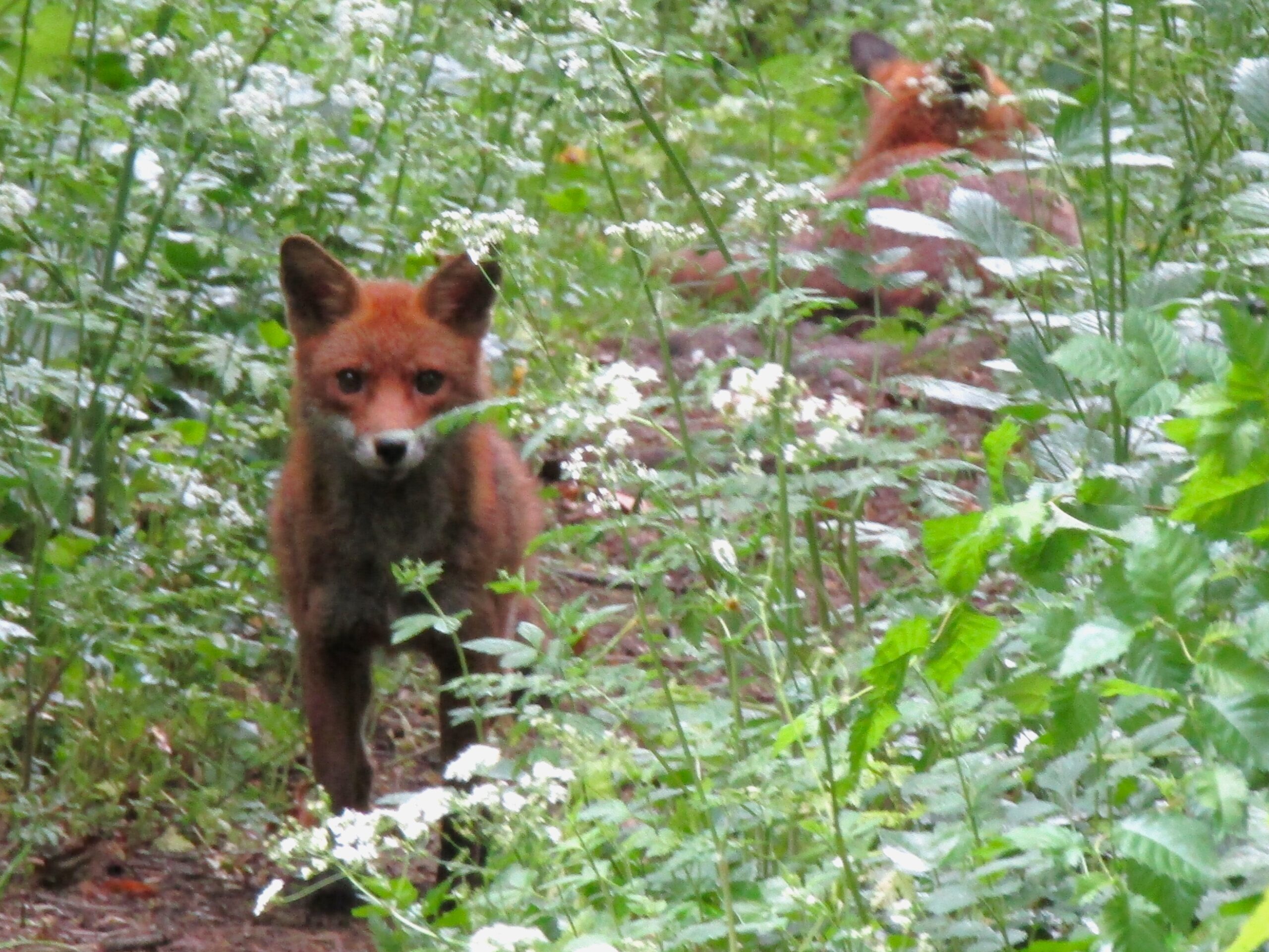 A timid yet curious young Londoner