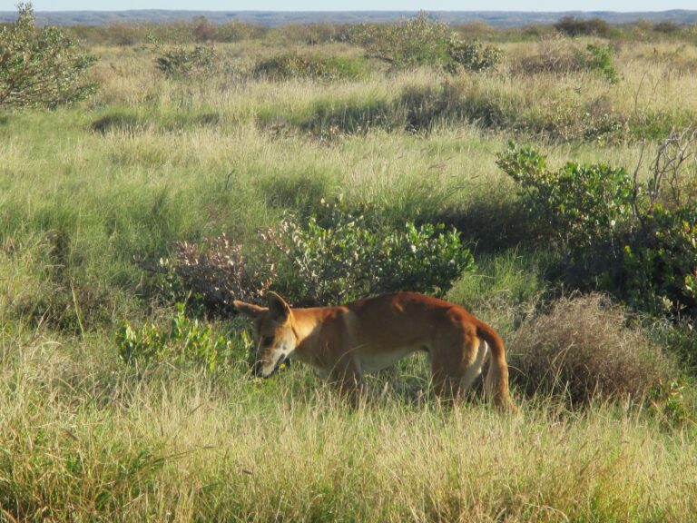 Dingo in Cape Range National Park, by Exmouth, in the far northwest.