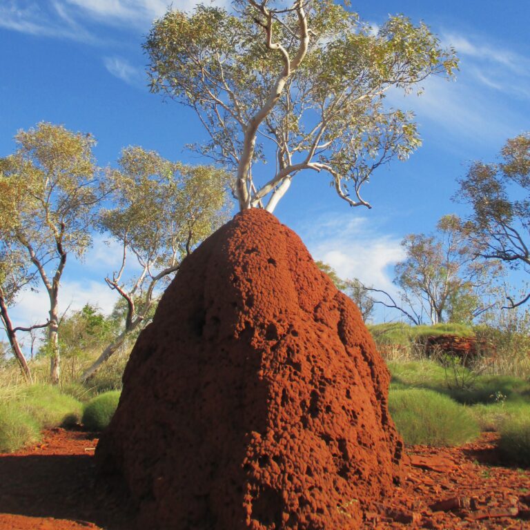 A huge termite mound, these can be over two metres in height