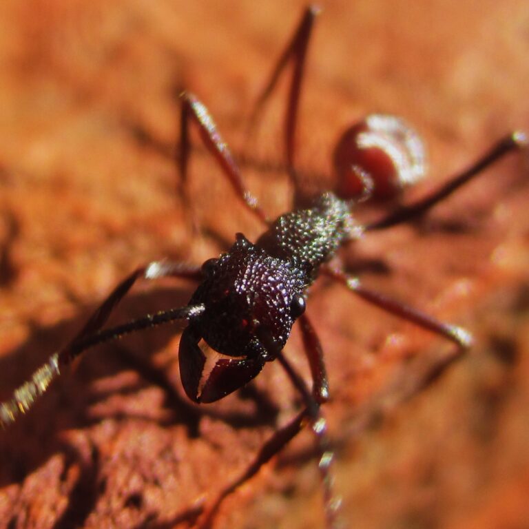 A termite - not giant, just close up - one of millions in the desert