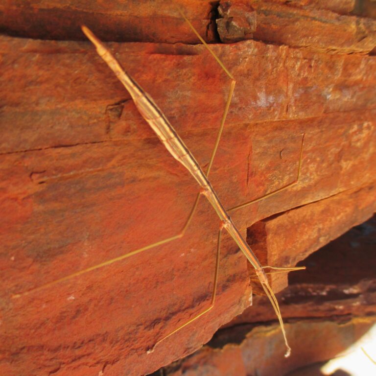 A huge stick insect, in the shade of the valleys in Karijini.