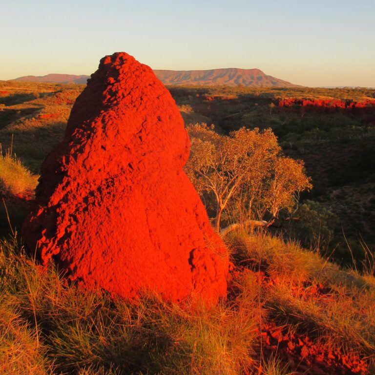 A termite mound, shining red in the sunset, with Karijini in the background