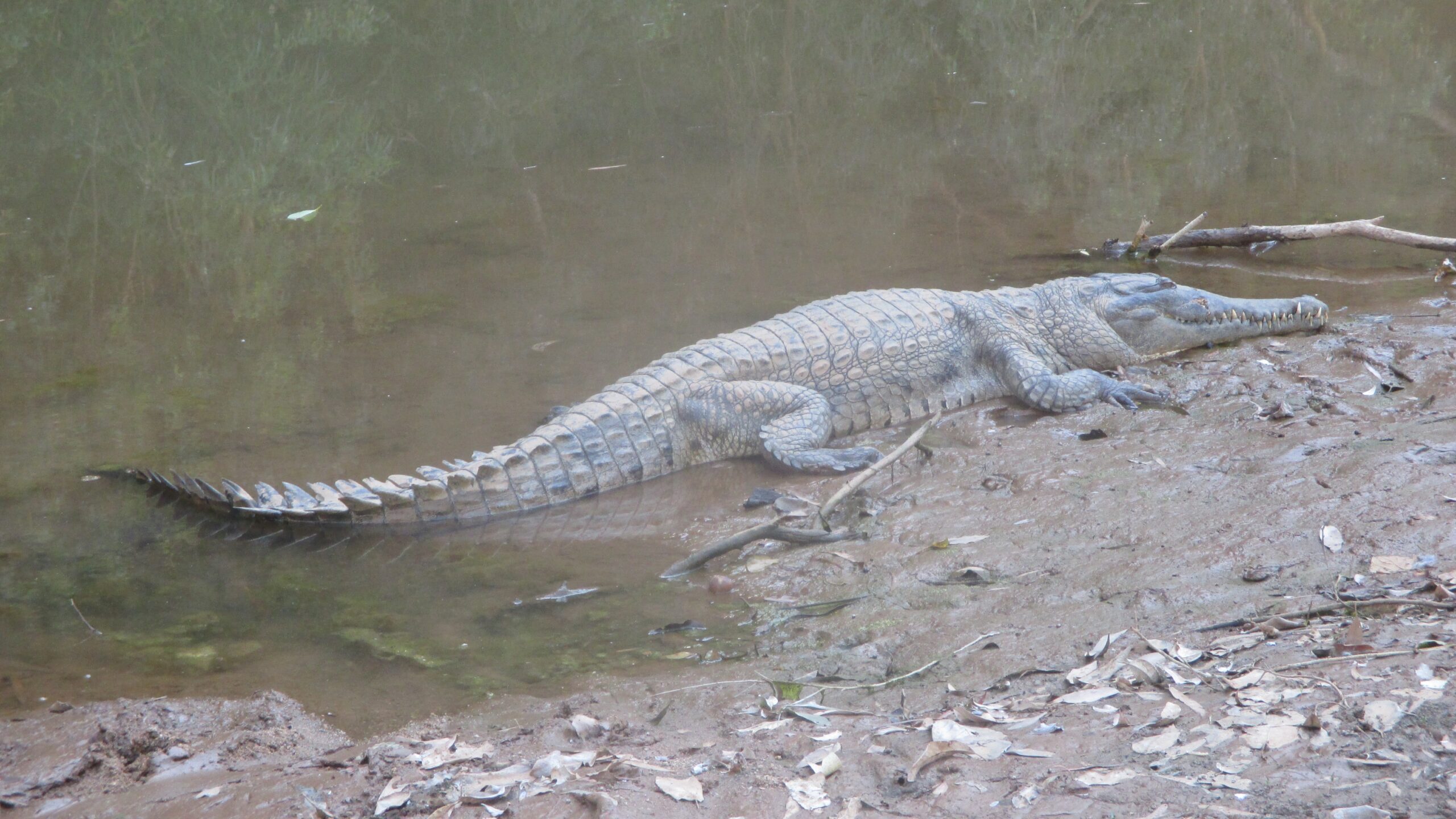 Freshwater croc at Danggu Geikie Gorge National Park, WA