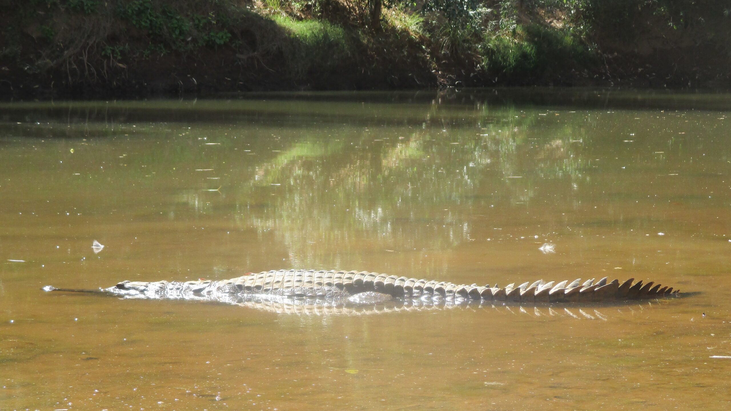 In the shallows