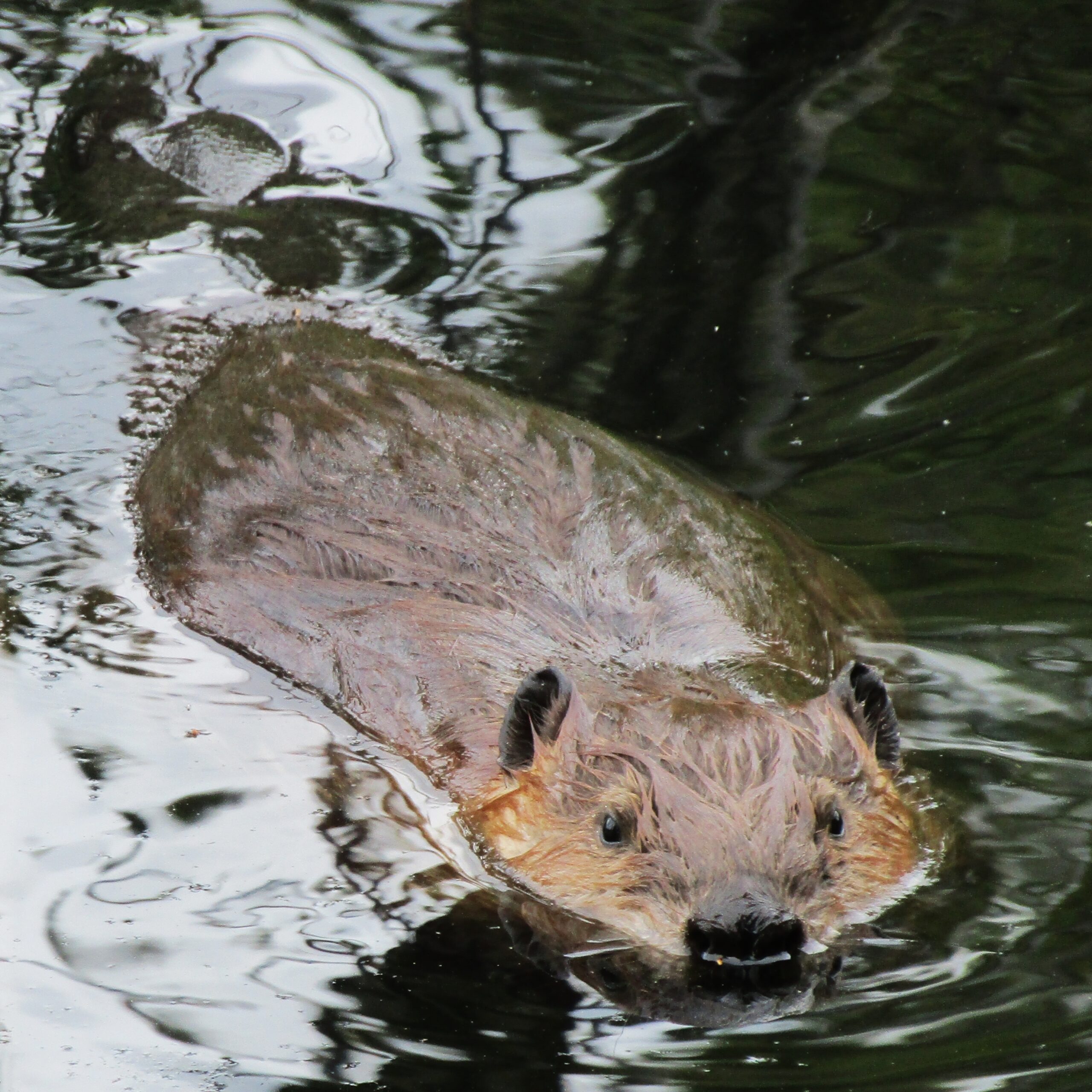 Taking a swim