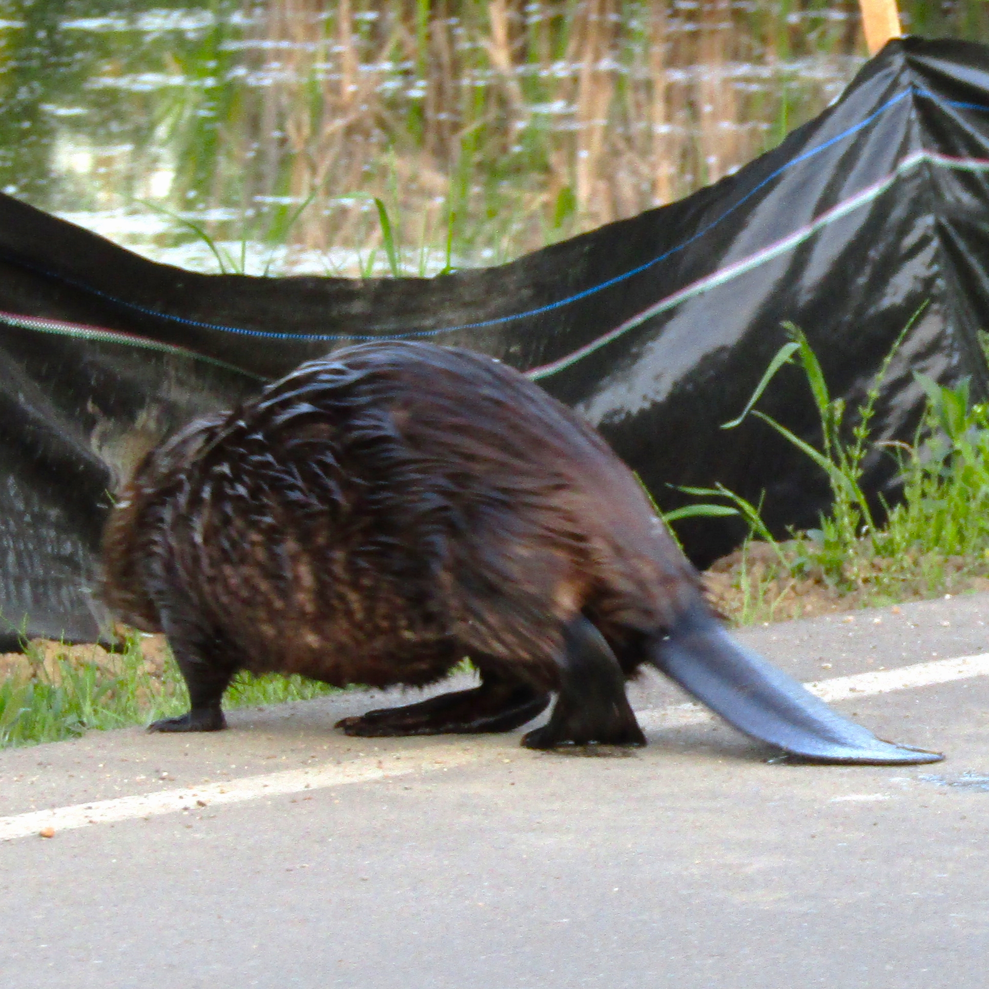 Crossing the road