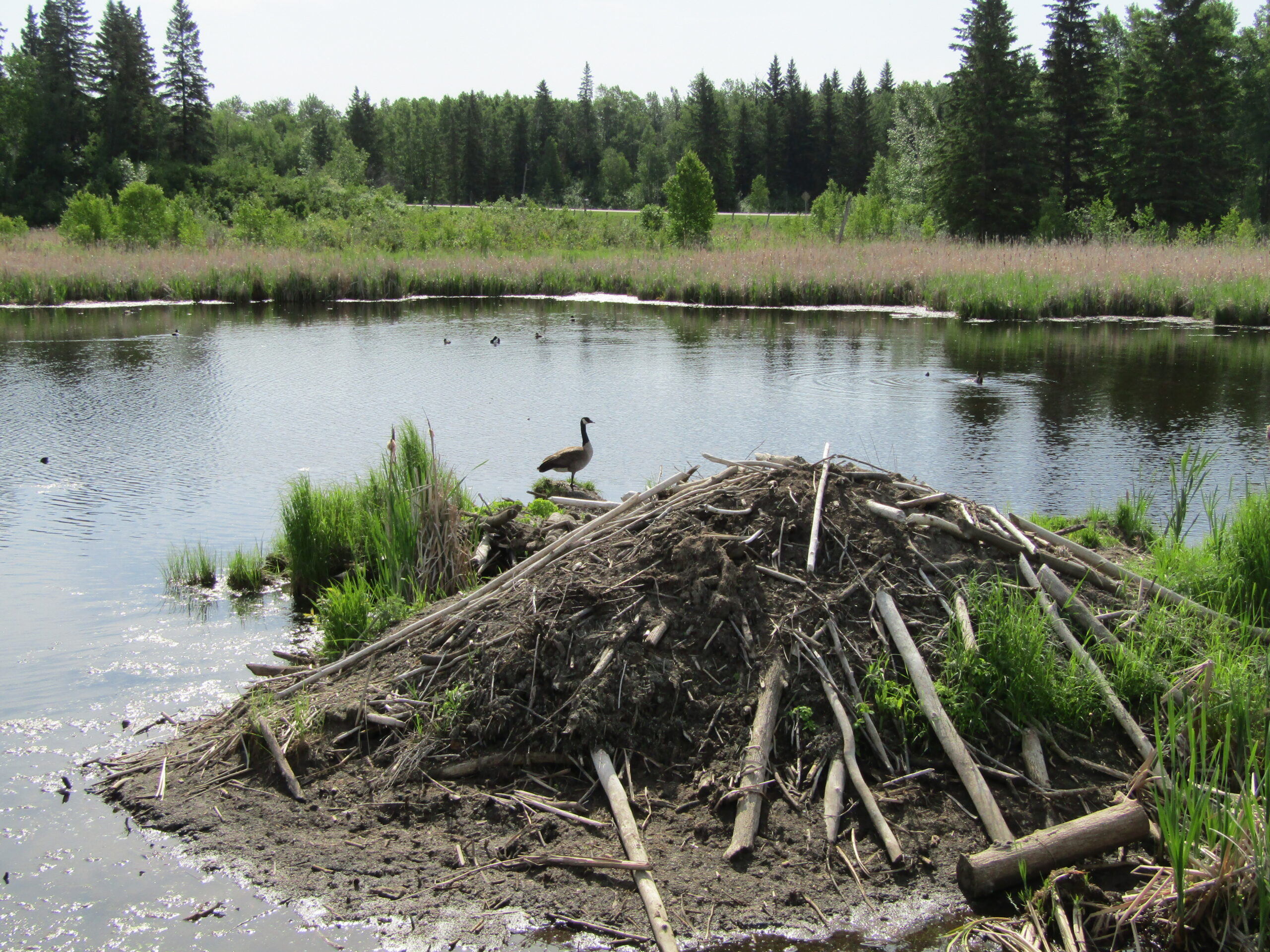 Beaver dam