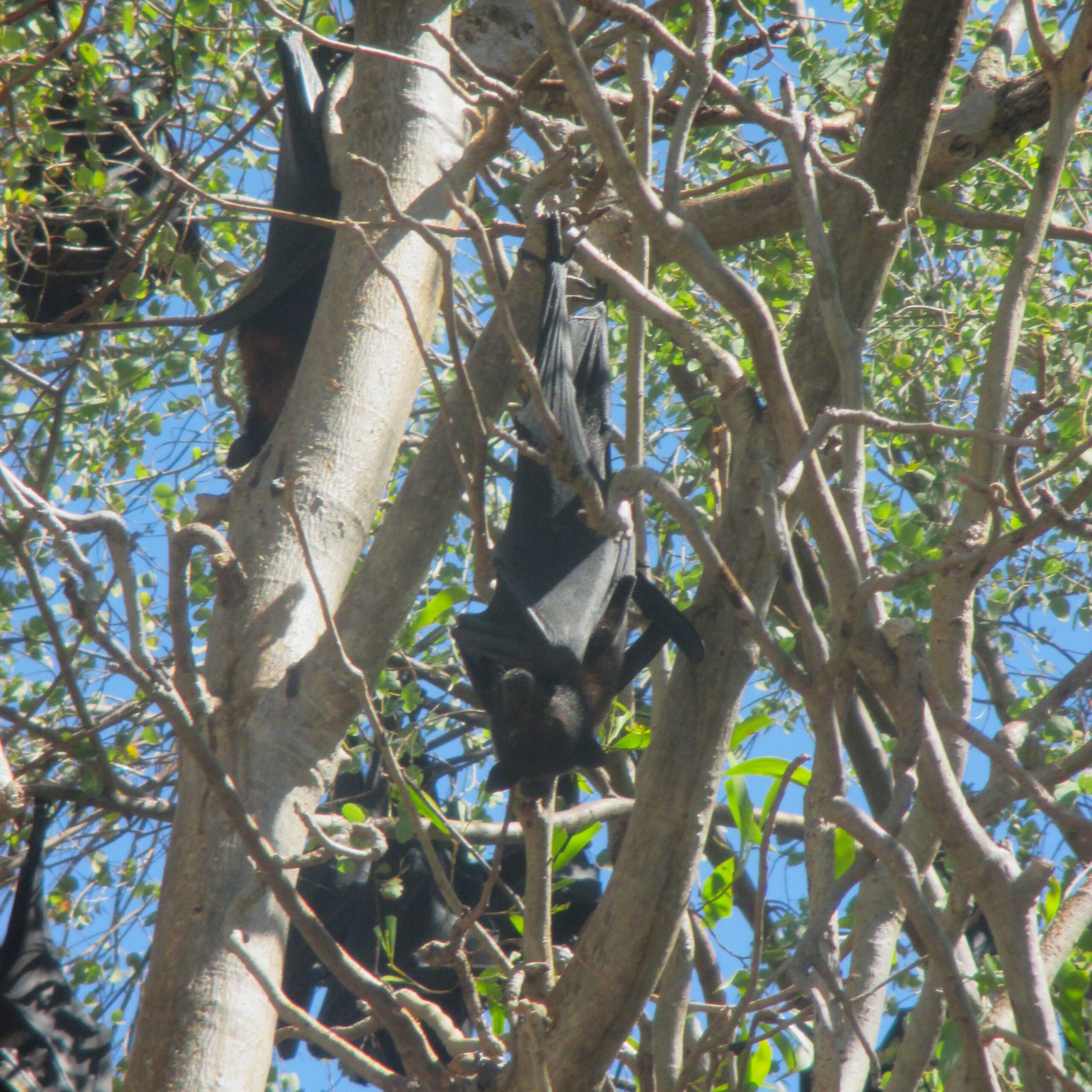 A fruit bat at Katherine Gorge, Nitmiluk National Park