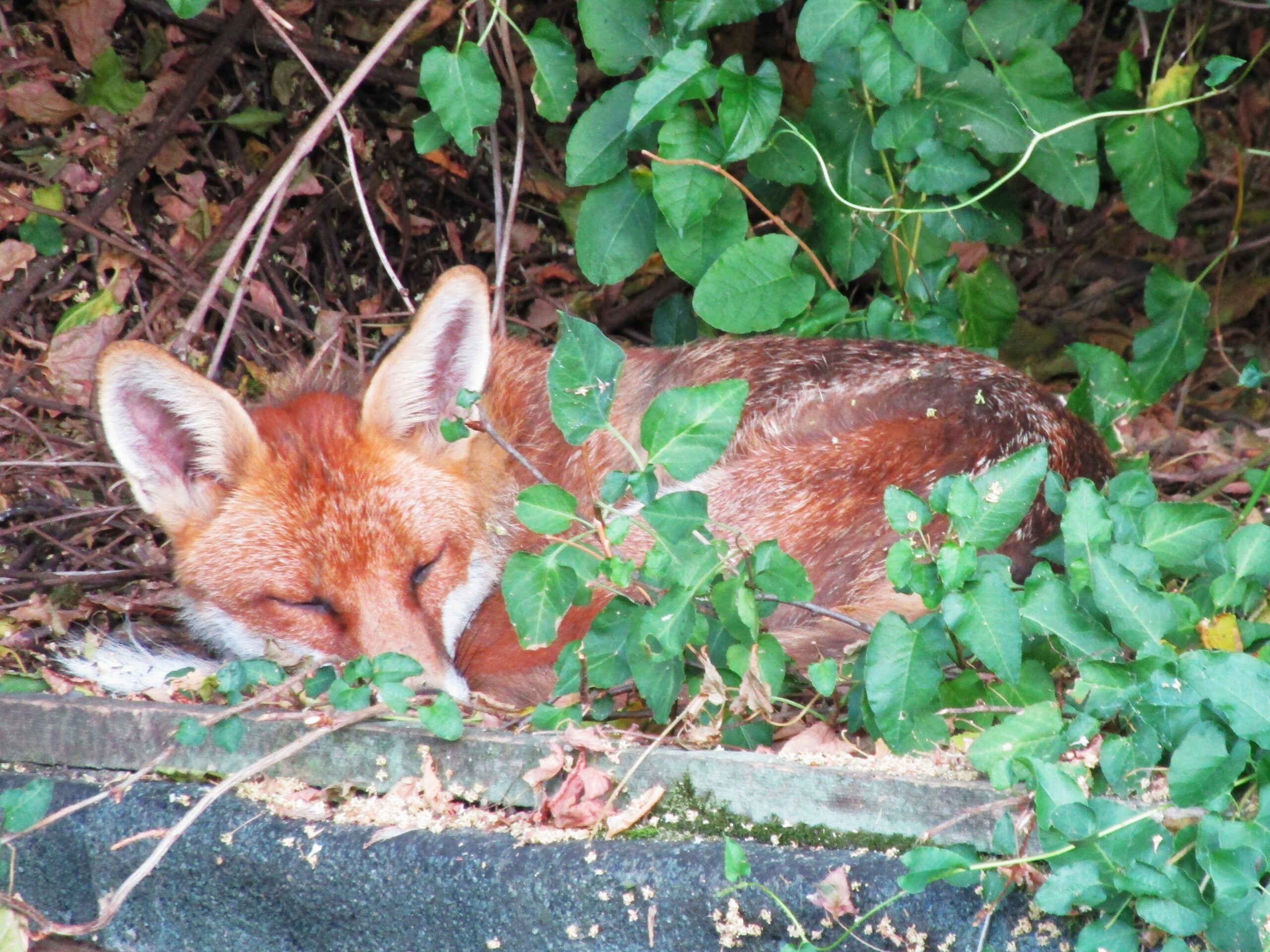 Adult urban fox napping on a shed roof