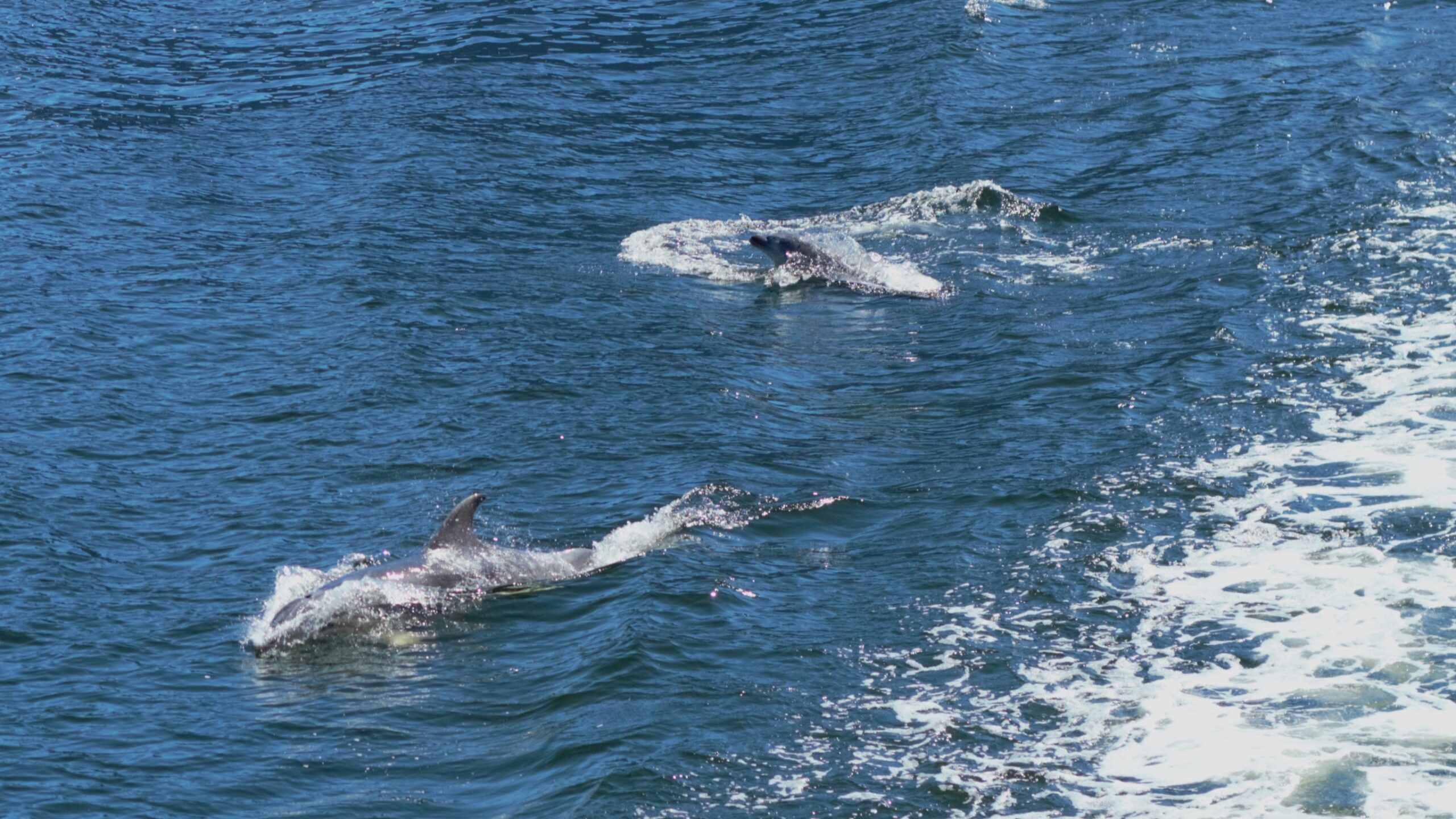 Dolphins spotted from the boat