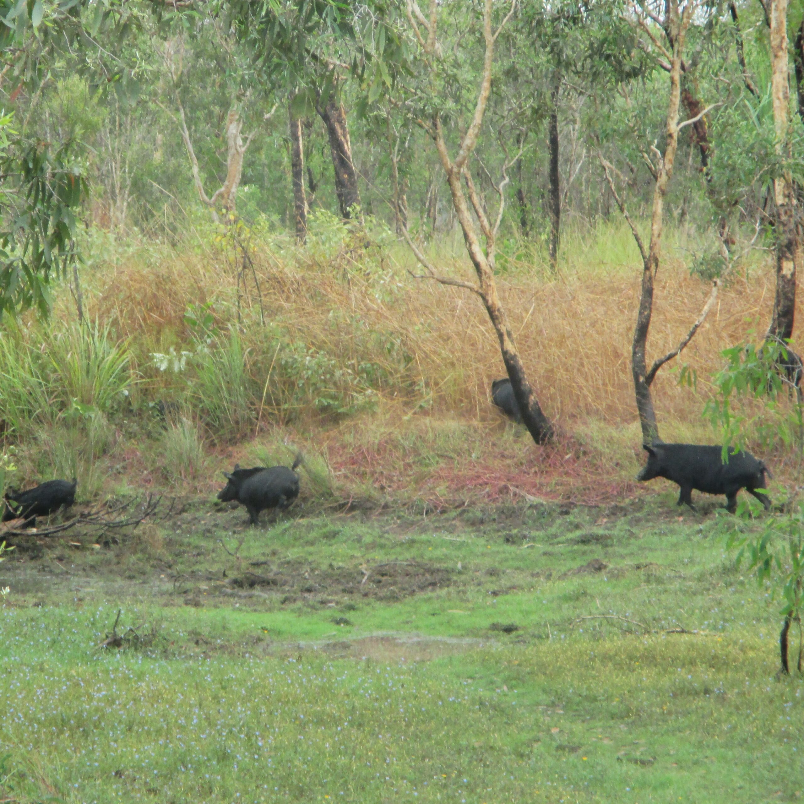 A wild boar family scampering away in Kakadu