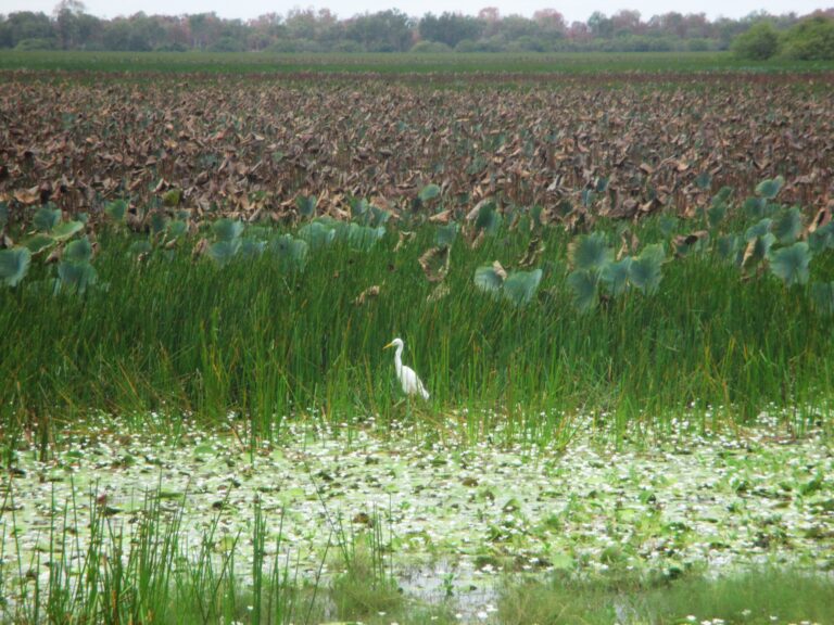 An egret stalking the reeds