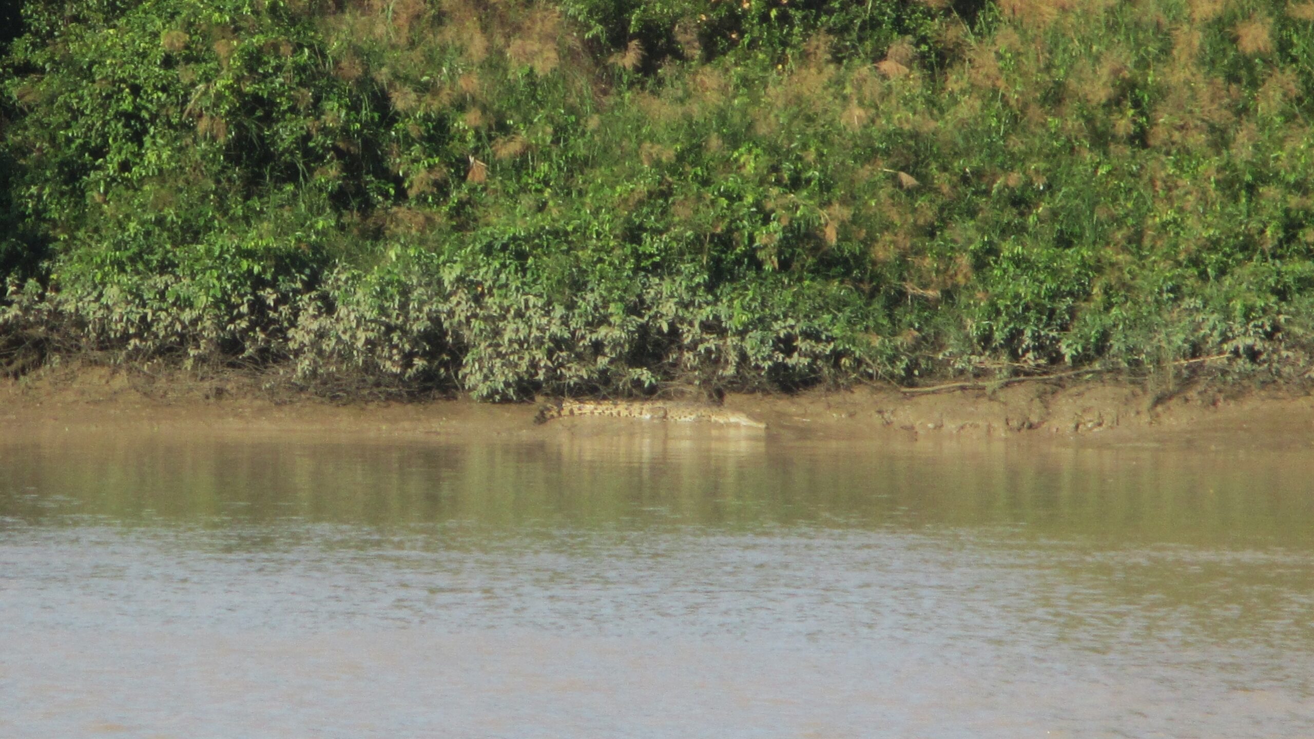 This was as close as I got to a saltwater croc, on Adelaide River, NT