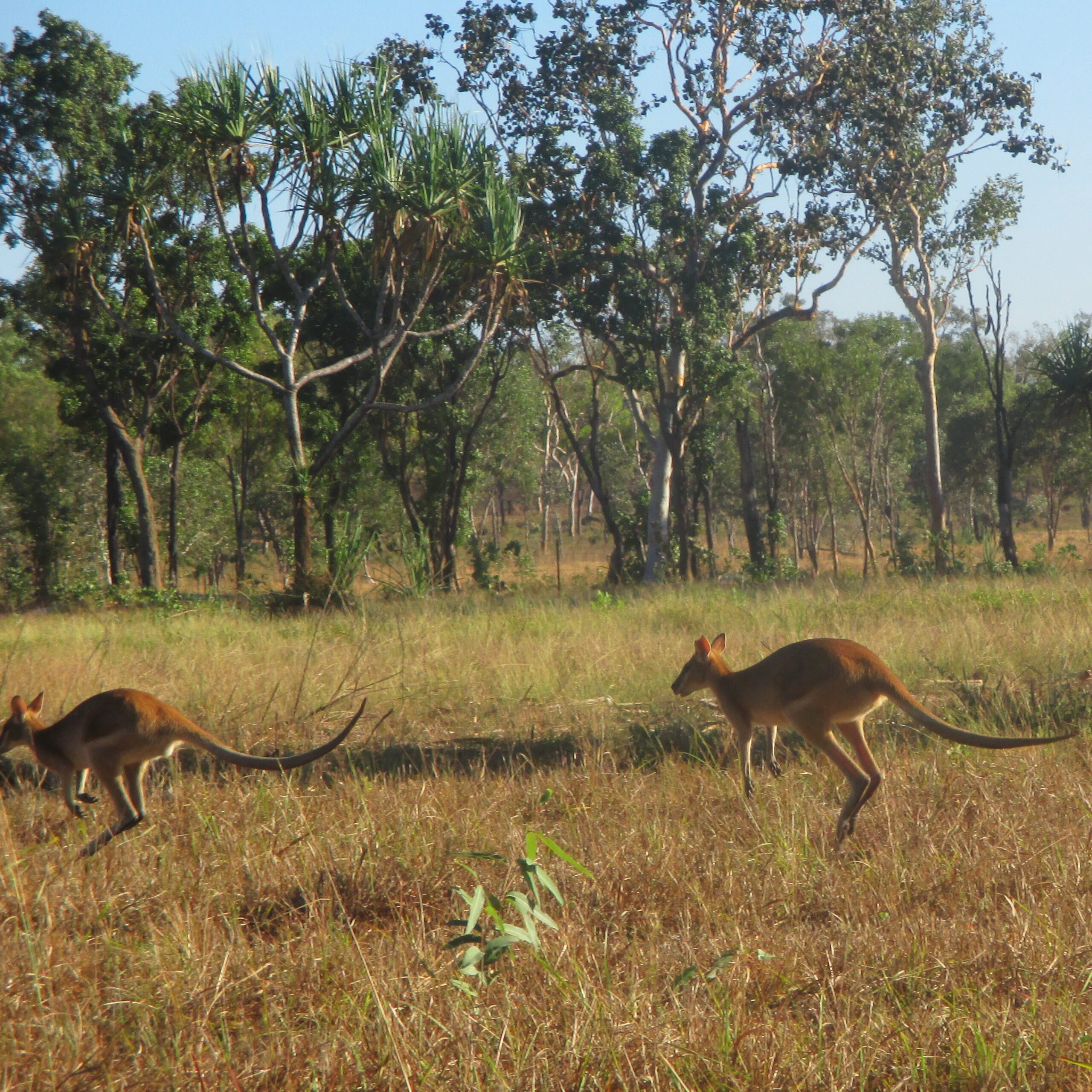 Wallabies bounding along near Mary River