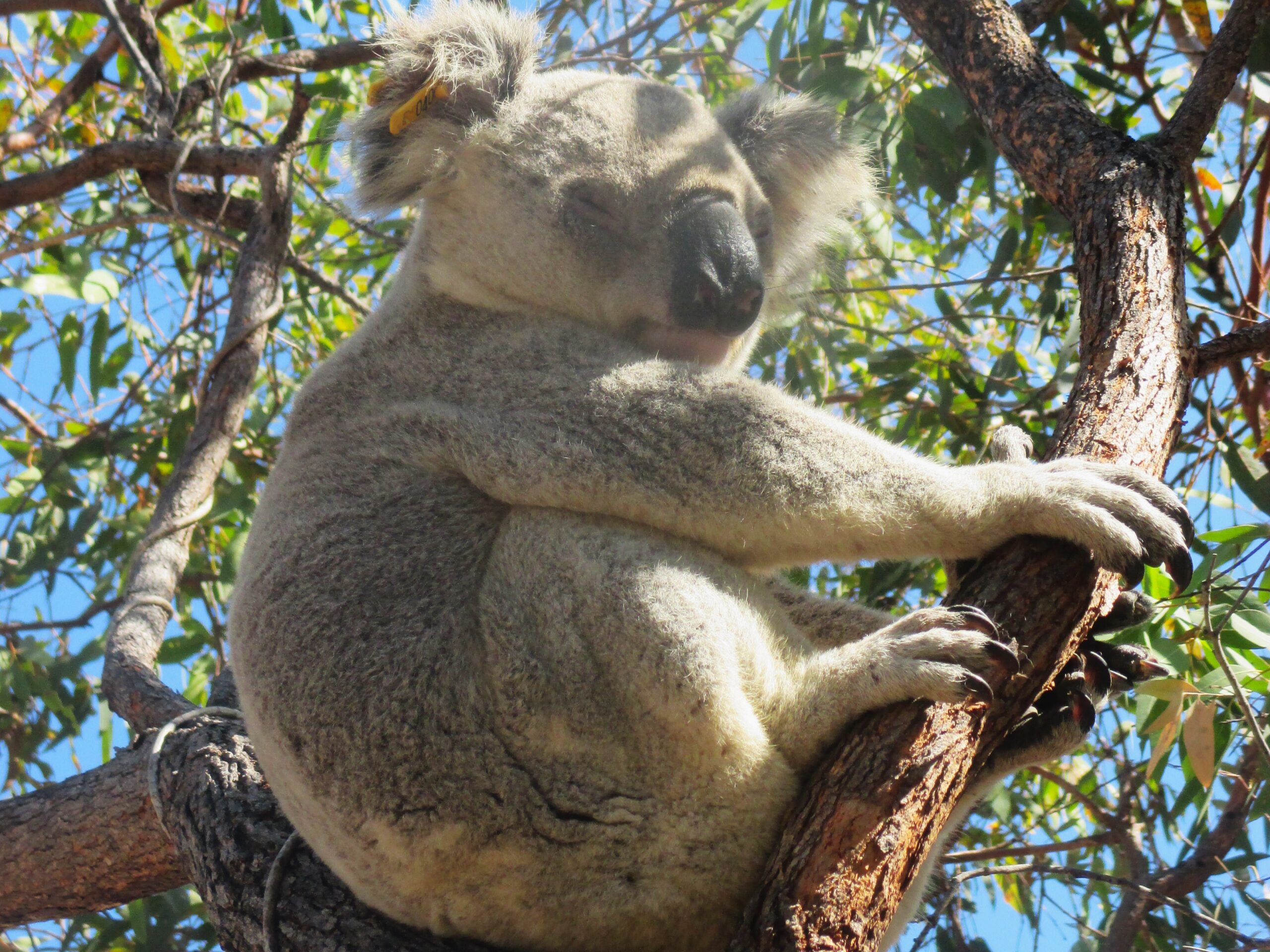 Koala's sleep a lot