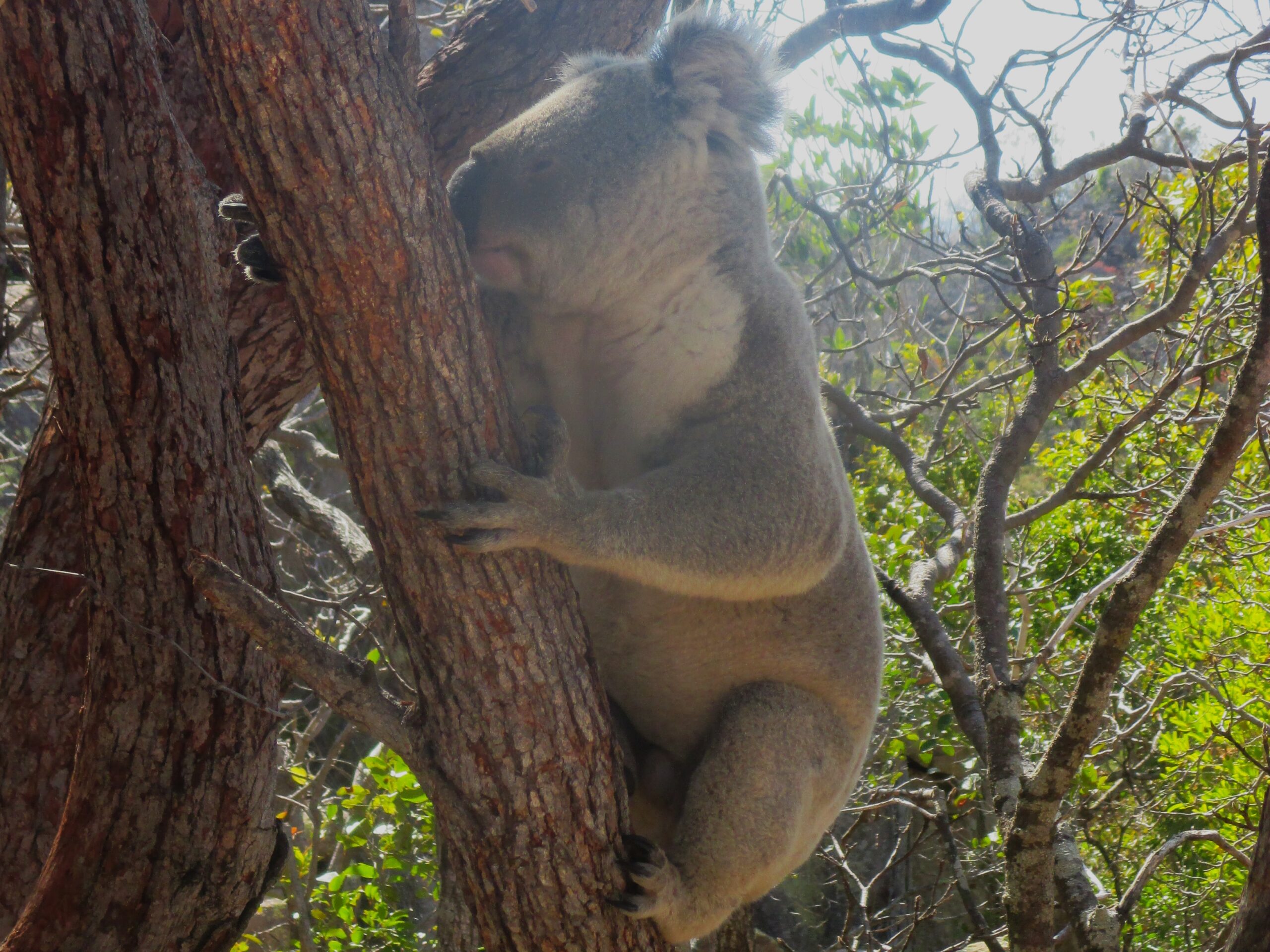 They're also adept climbers