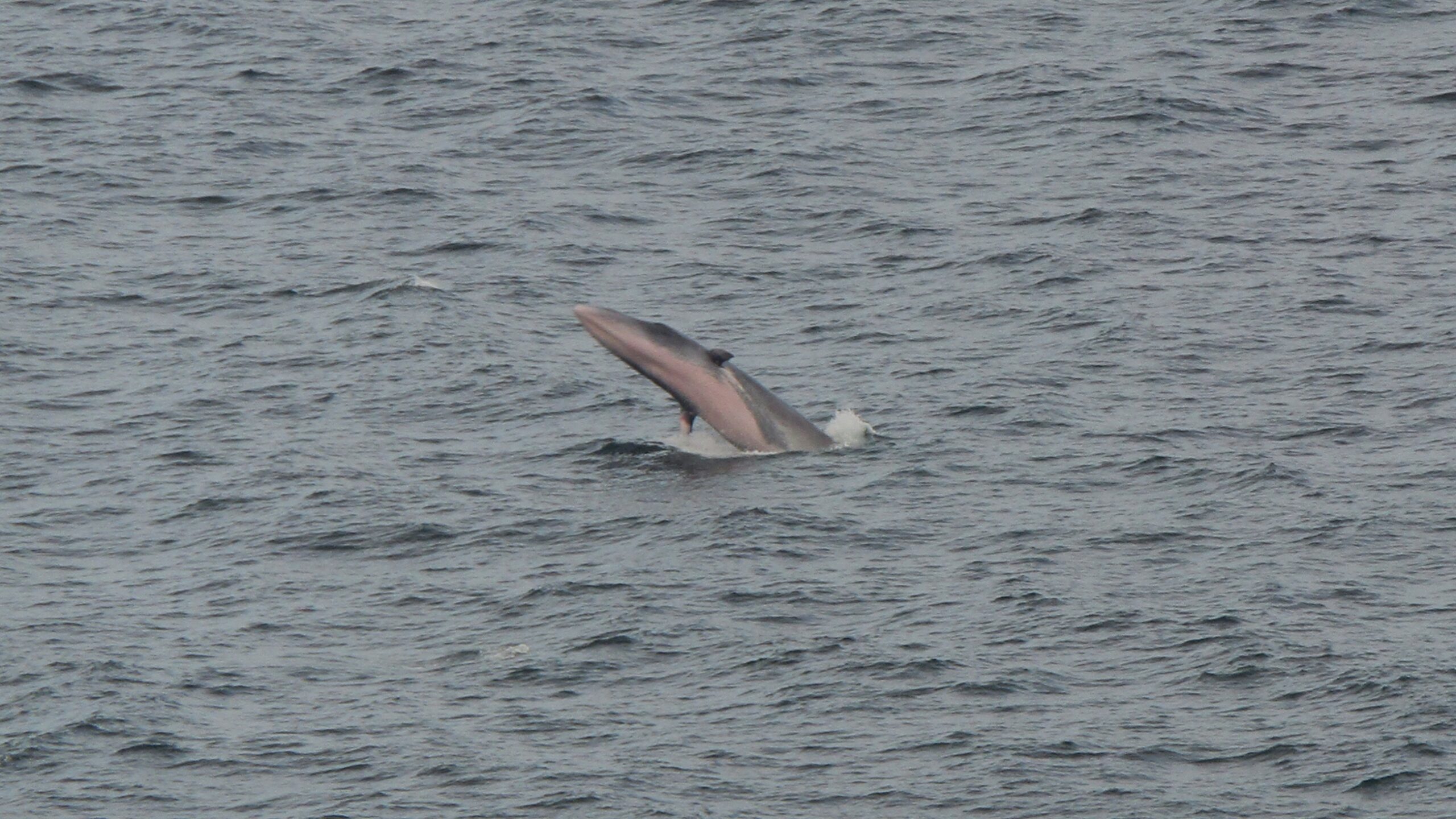 Dwarf minke whale