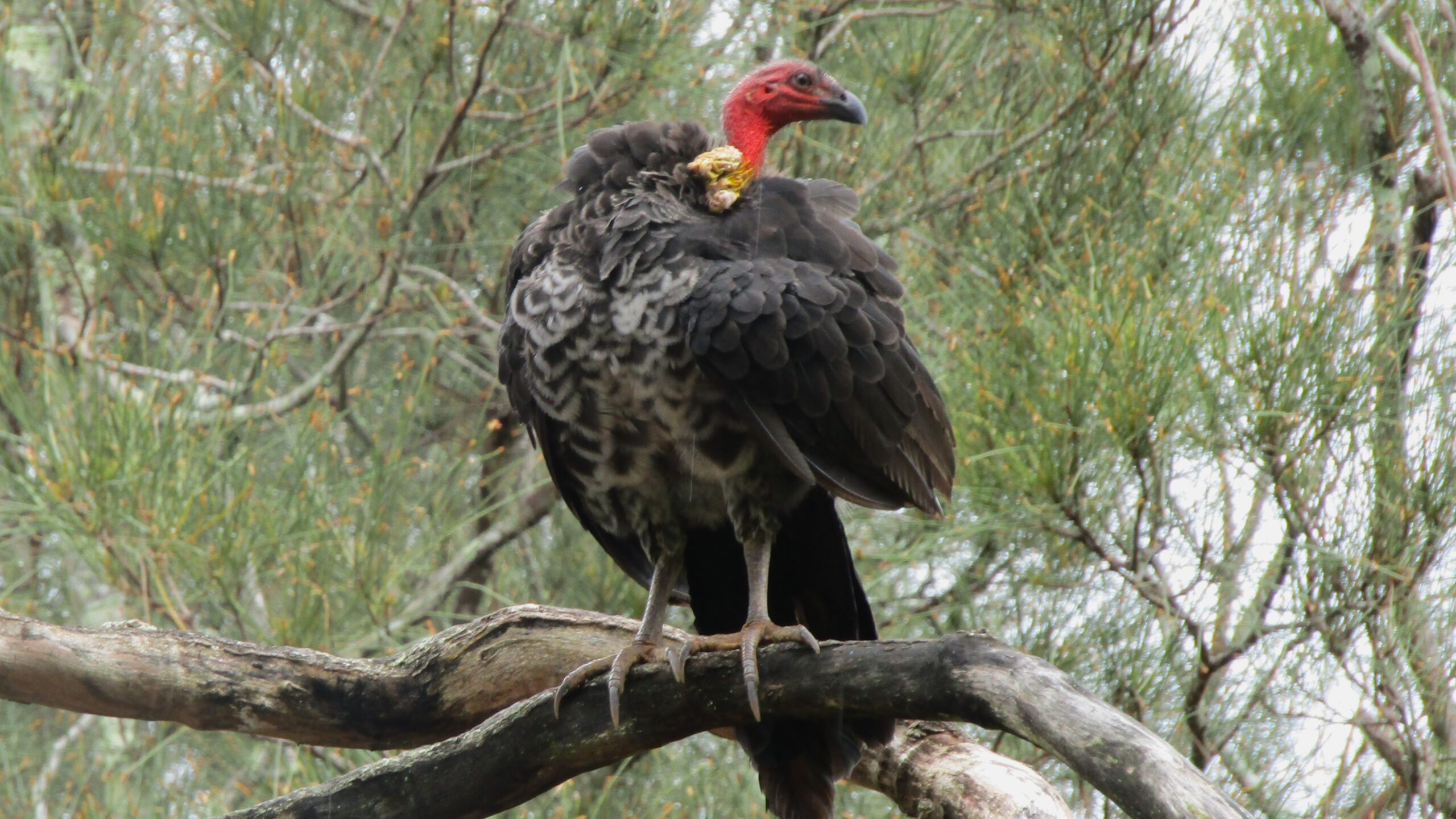 Brush-turkey