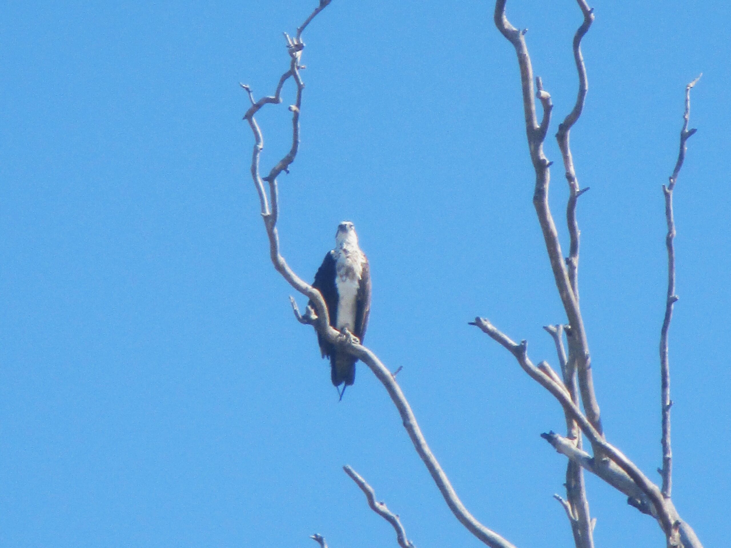 Osprey