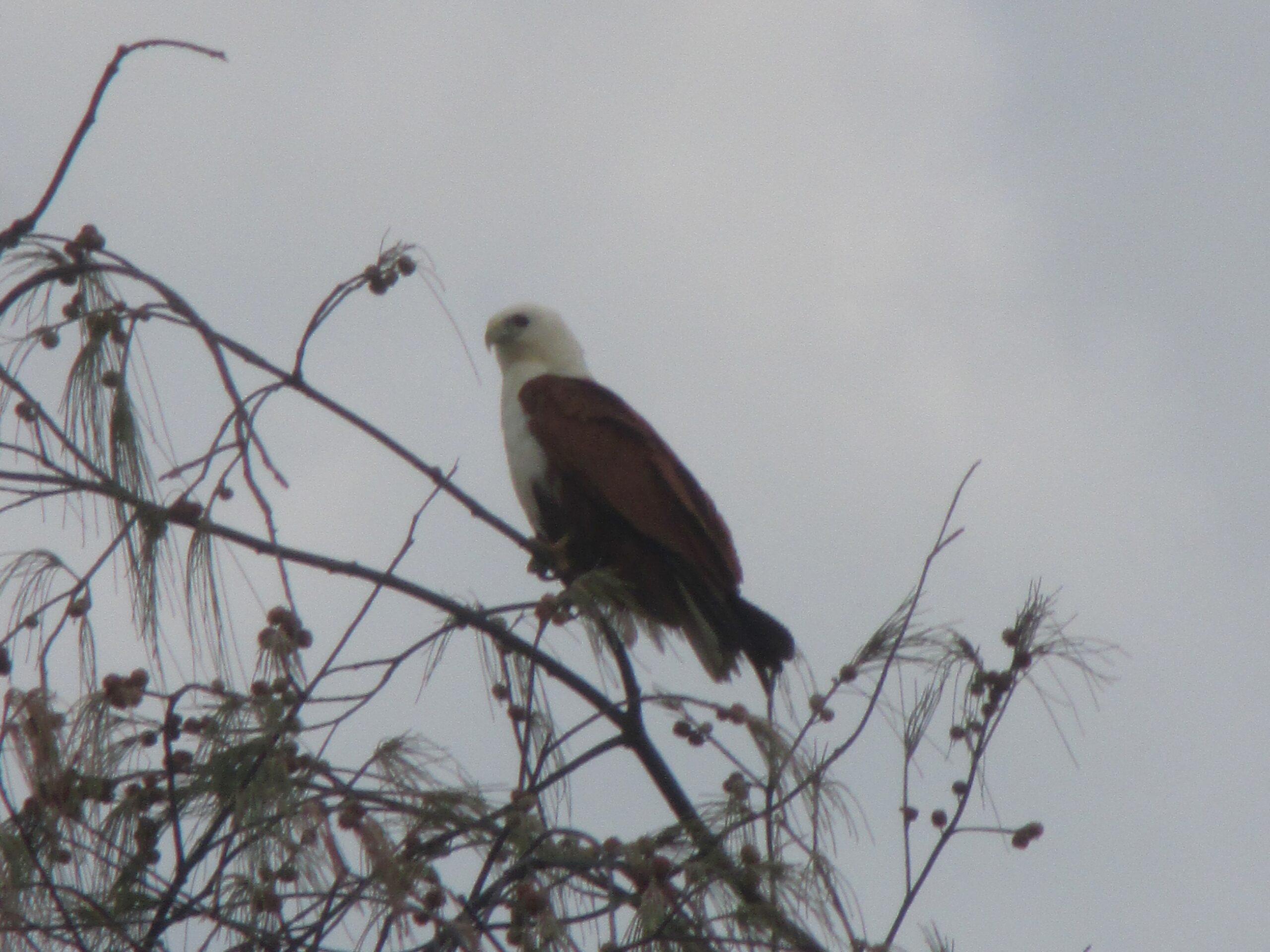 Brahminy Kite