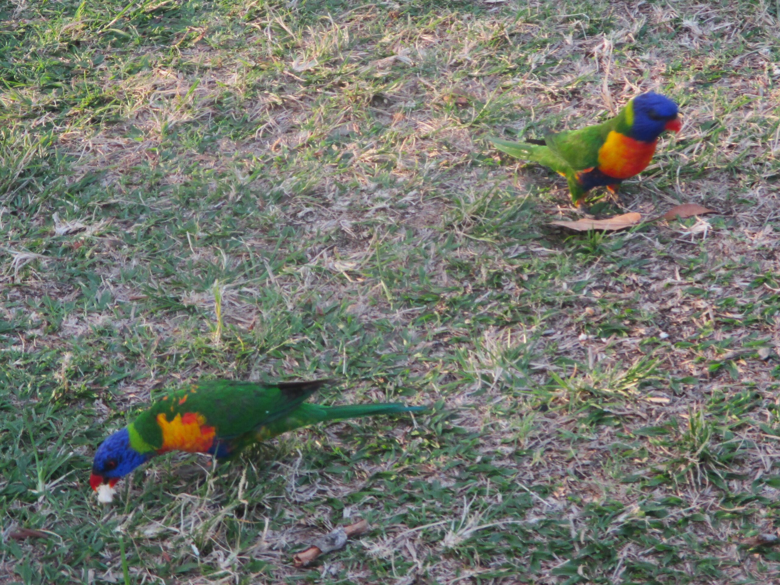 Rainbow Lorikeet