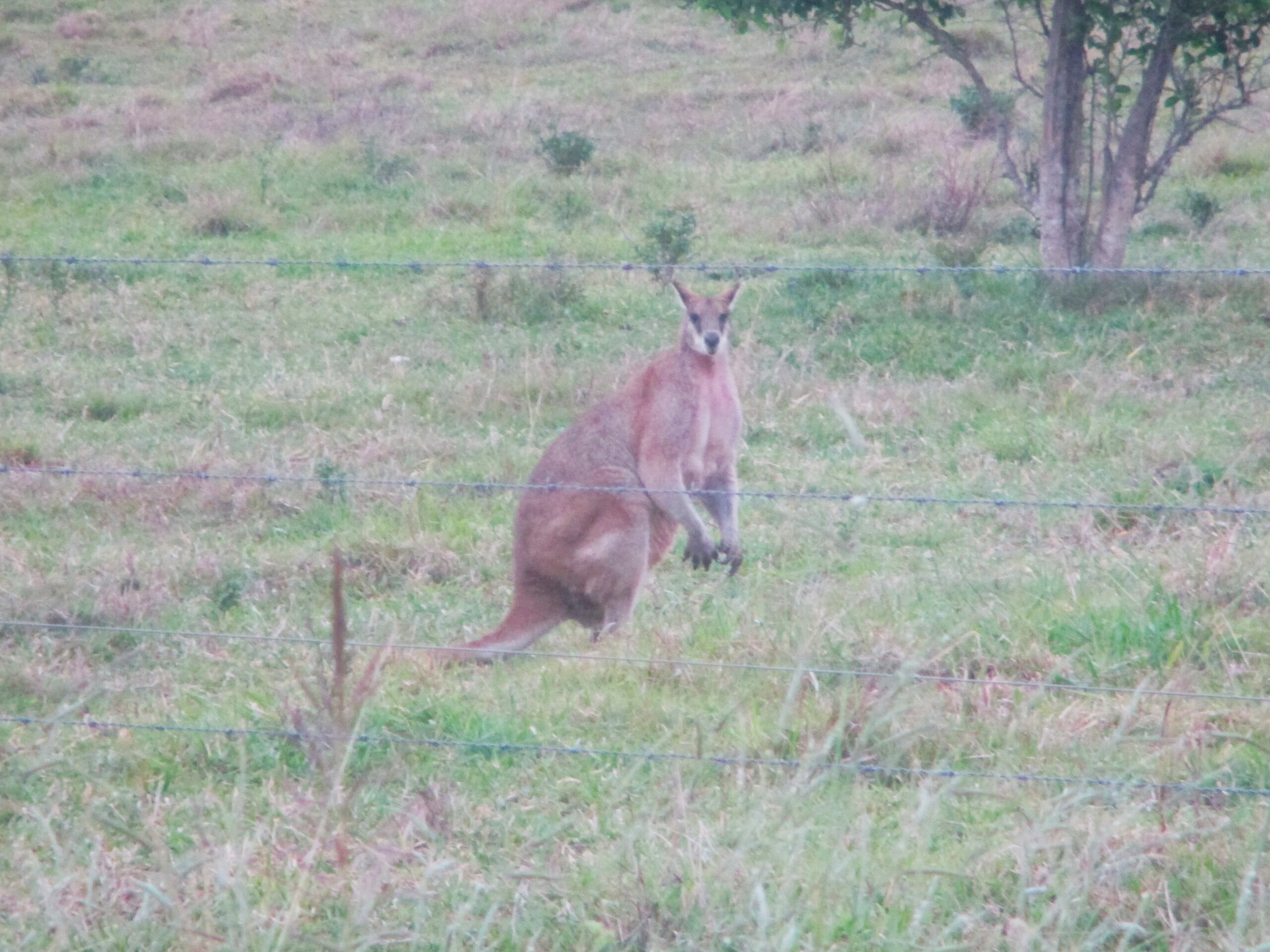 A huge red kangaroo