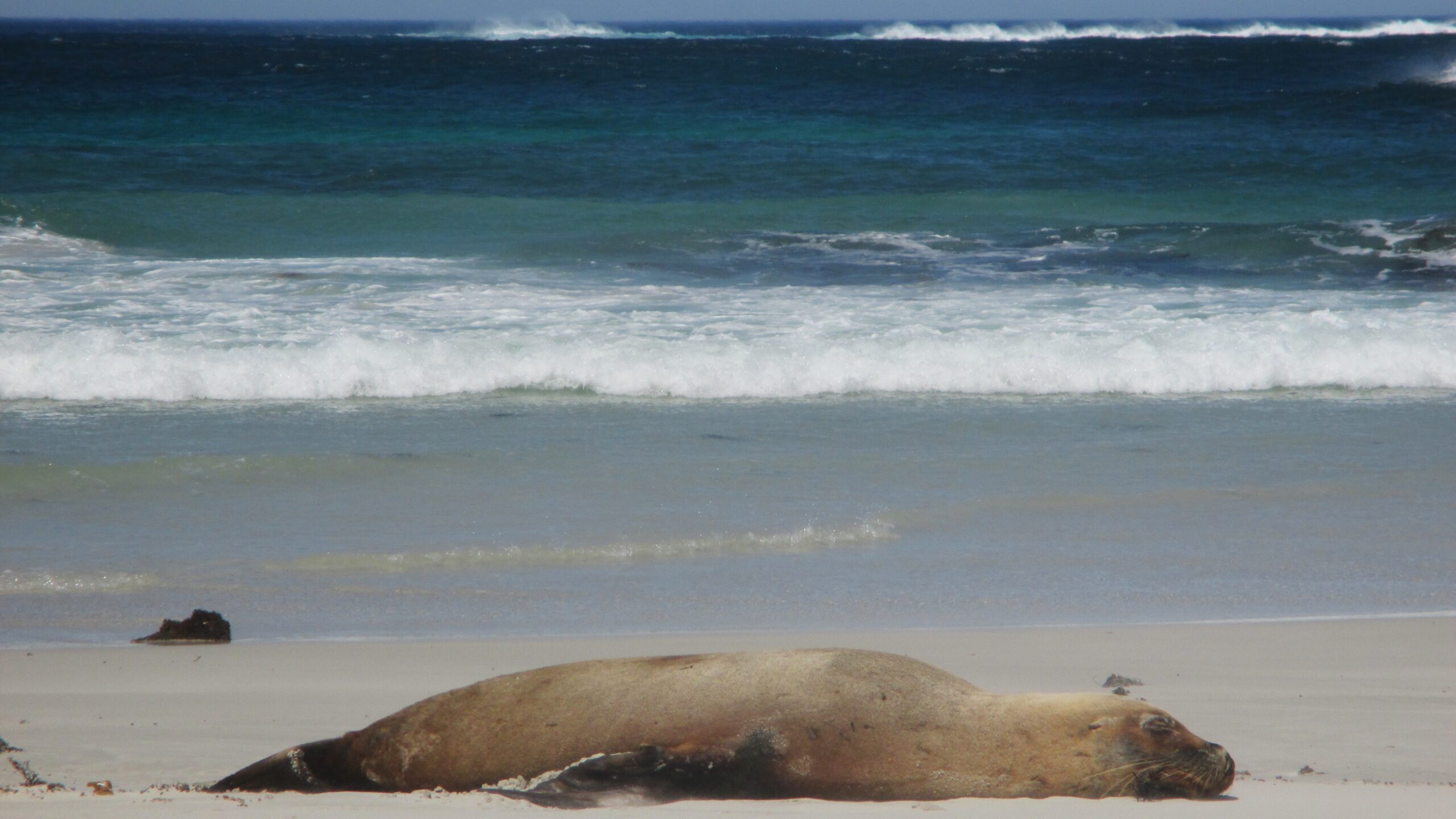 Big male lying out